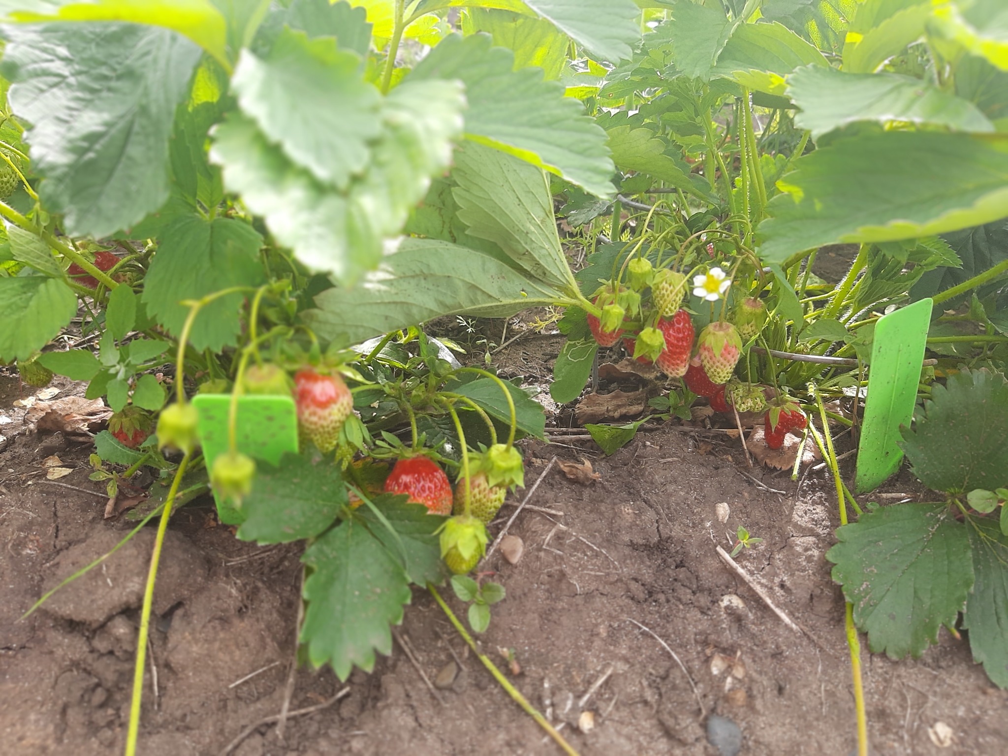 Development of a land plot from scratch. Strawberries and wild strawberries. Part 4 - My, Strawberry (plant), Growing, Garden, Longpost