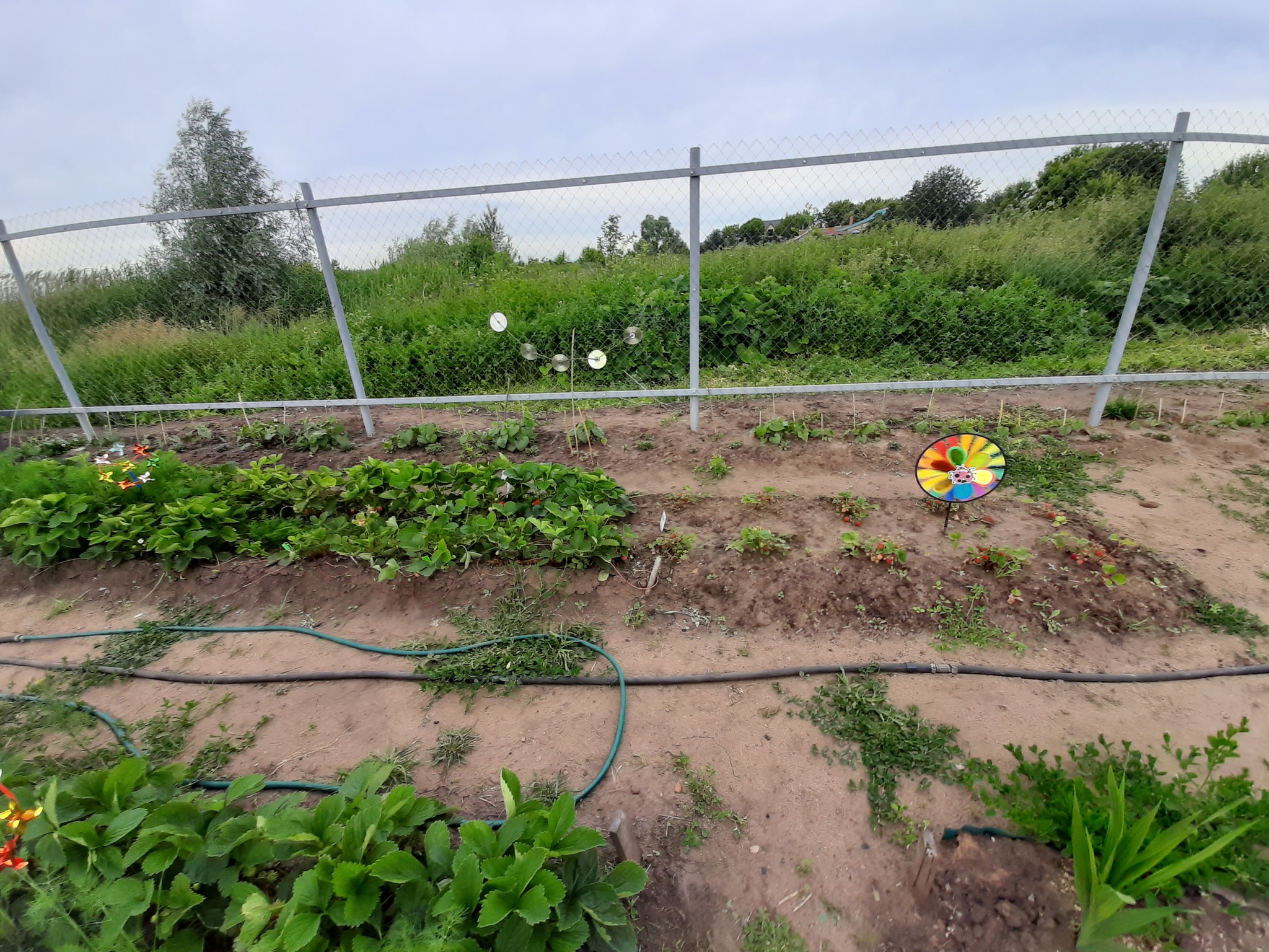 Development of a land plot from scratch. Strawberries and wild strawberries. Part 4 - My, Strawberry (plant), Growing, Garden, Longpost