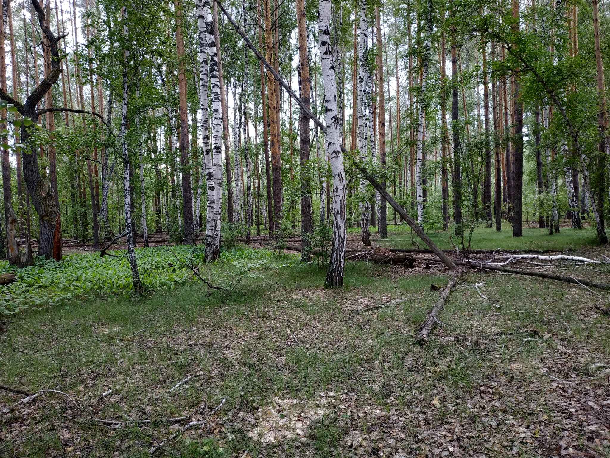 Мой первый подосиновик! - Моё, Грибы, Лес, Тихая охота, Длиннопост, Мобильная фотография, Самарская область