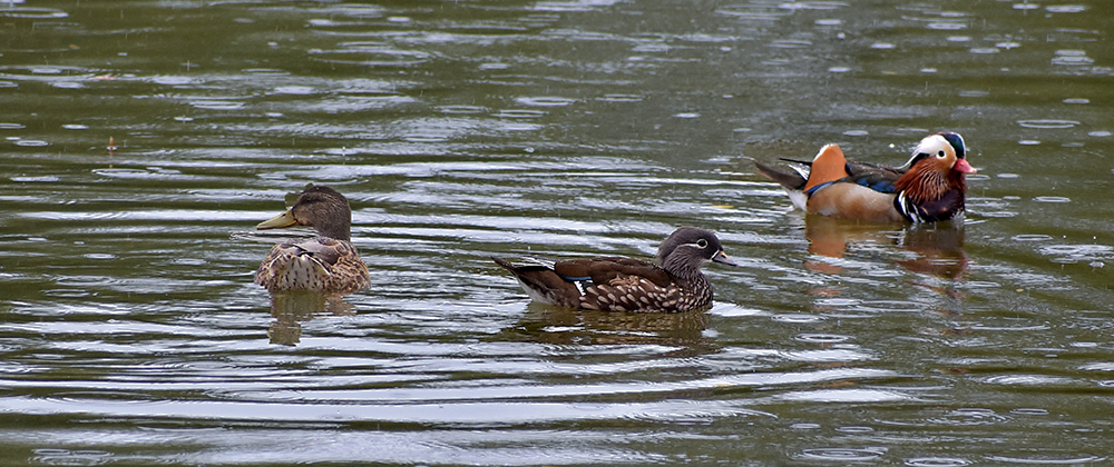 MANDARNINE - My, Ornithology, Duck, Red Book, Nature, Schelkovo, Birds, Story, Video, Longpost