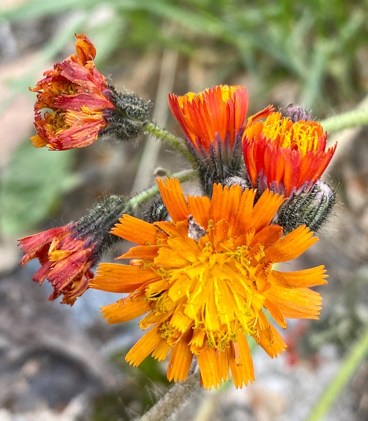 Summer flowers - My, Mobile photography, Athens, The photo, Flowers, Bumblebee, Summer, Longpost