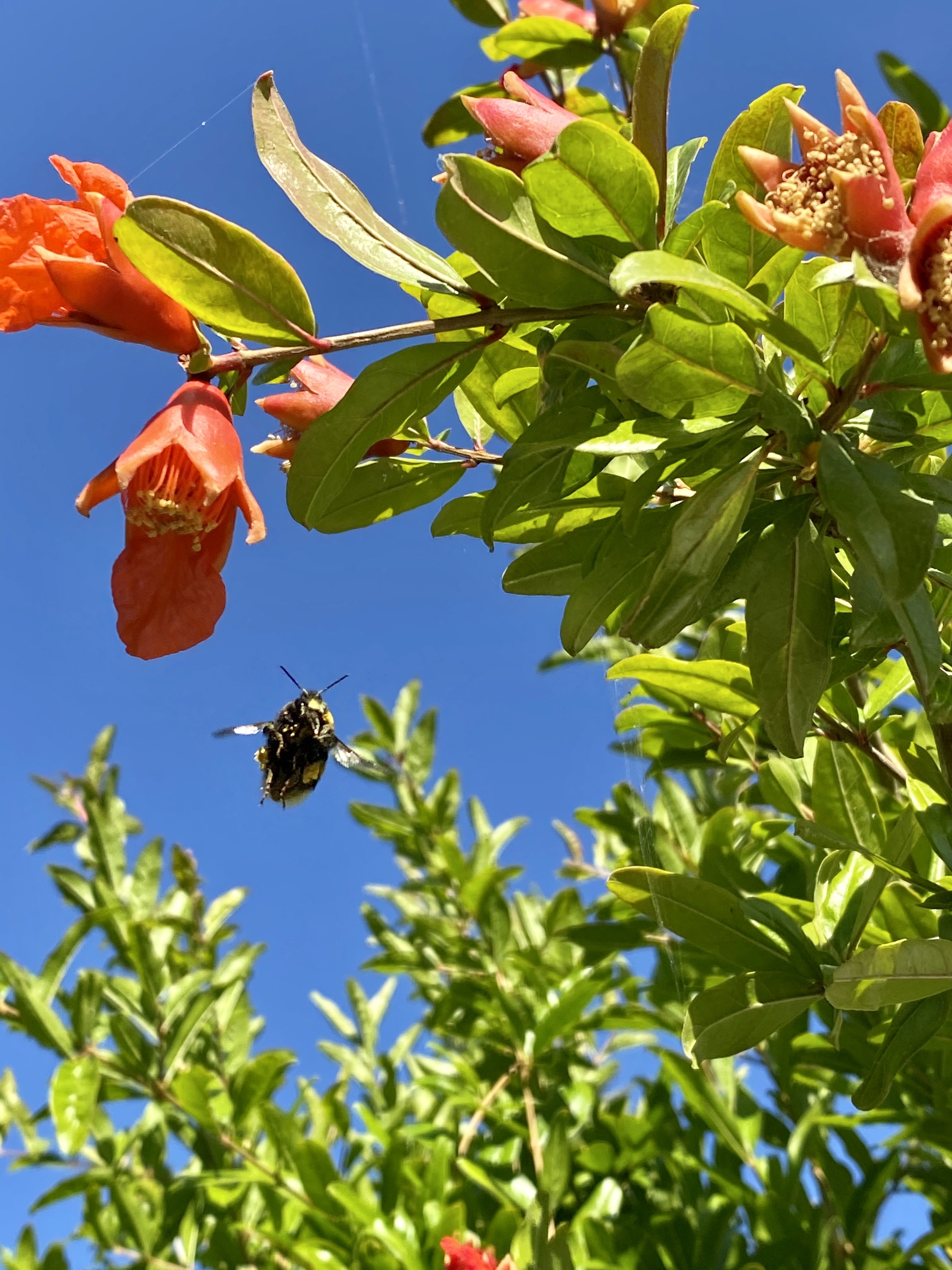 Summer flowers - My, Mobile photography, Athens, The photo, Flowers, Bumblebee, Summer, Longpost