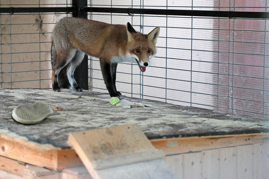 The world's only fur farm with domesticated foxes will be renovated in Russia - Fox, Animals, Ecology, fur farm, Longpost