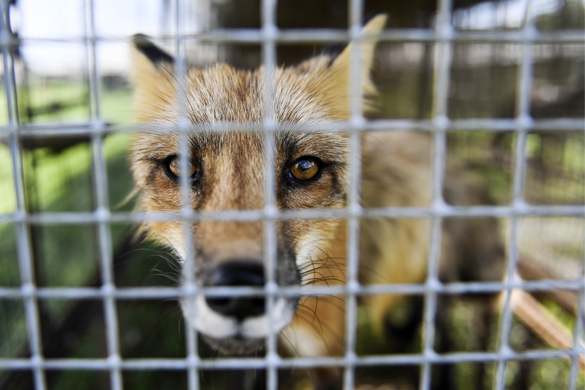 The world's only fur farm with domesticated foxes will be renovated in Russia - Fox, Animals, Ecology, fur farm, Longpost