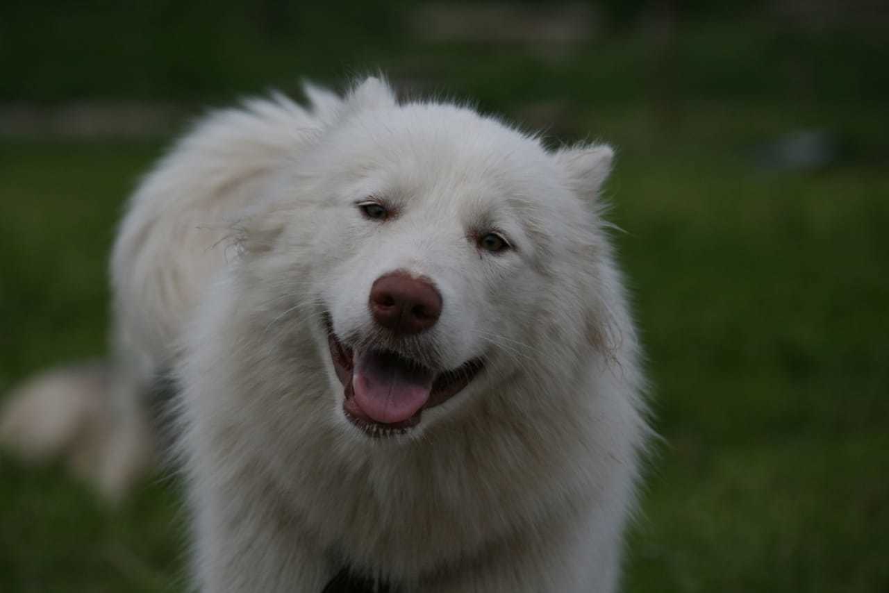 A dog that yells - My, Alaskan Malamute, Dog, The photo, Longpost