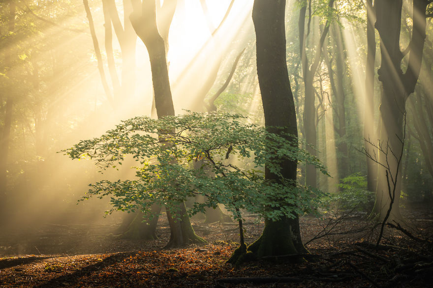 Nature. Forest in Denmark in all seasons - Forest, The photo, Nature, Denmark, Boredpanda, Longpost