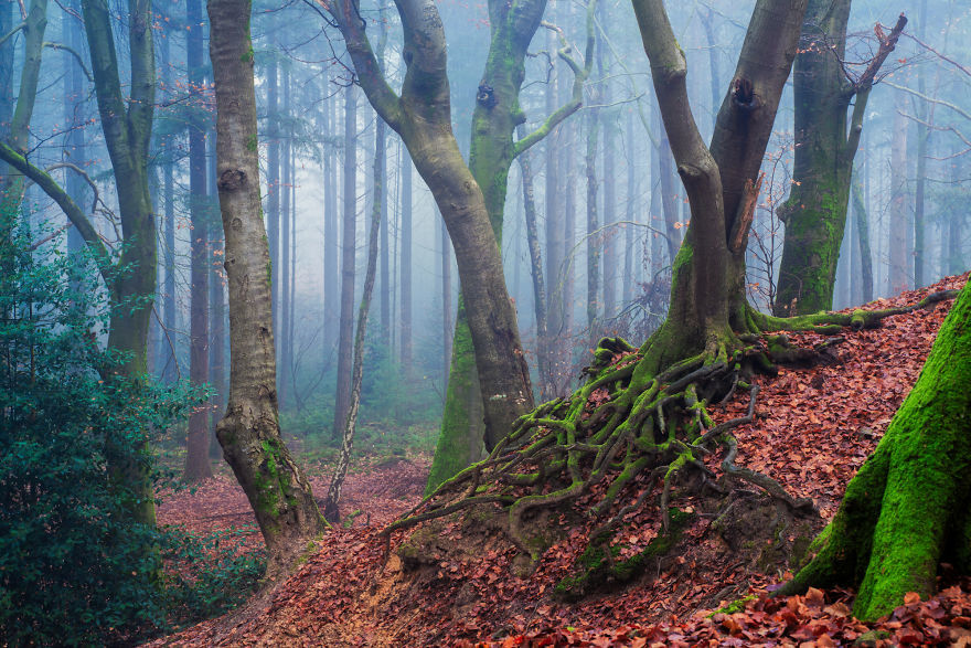 Nature. Forest in Denmark in all seasons - Forest, The photo, Nature, Denmark, Boredpanda, Longpost