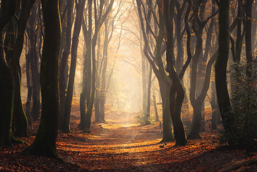 Nature. Forest in Denmark in all seasons - Forest, The photo, Nature, Denmark, Boredpanda, Longpost