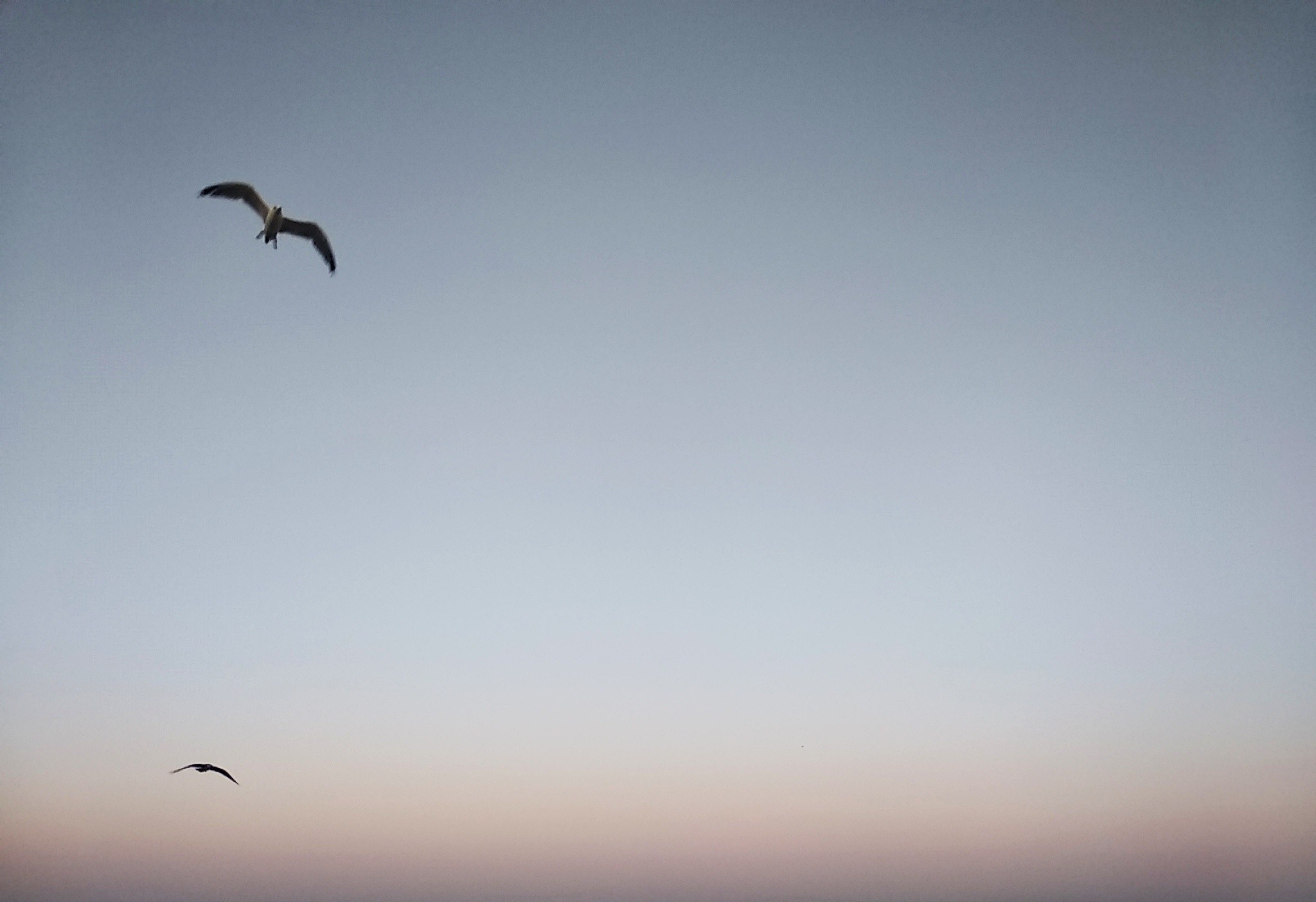 Seagulls - My, Sea, Summer, Seagulls, The photo