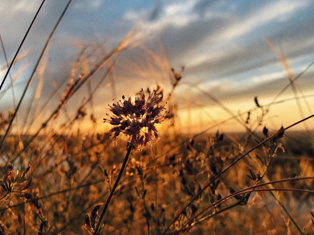 And again sunset on the Ob - My, Barnaul, Sunset, The photo, Mobile photography, River, Ob, Summer, Longpost