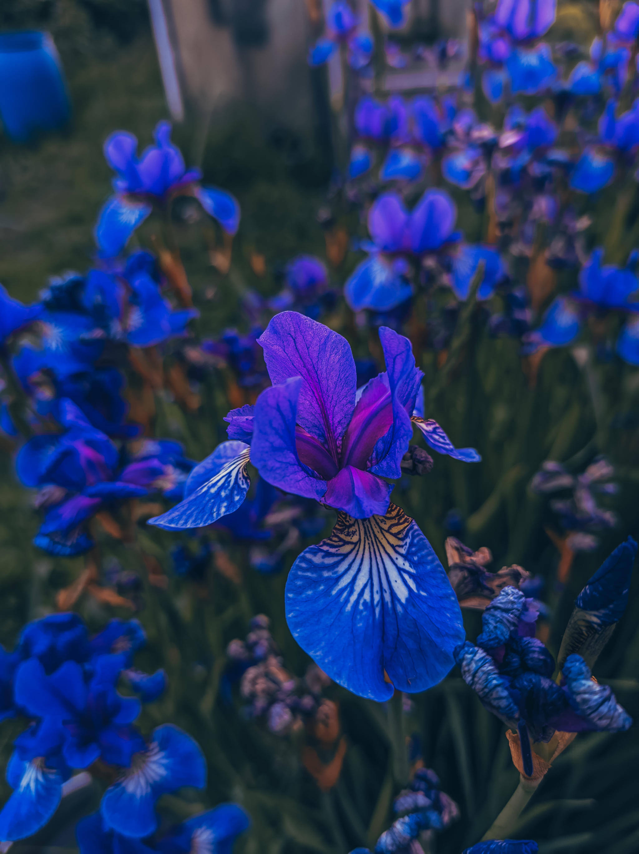 Favorite color post - My, The photo, Flowers, Wildflowers, Nature, Longpost