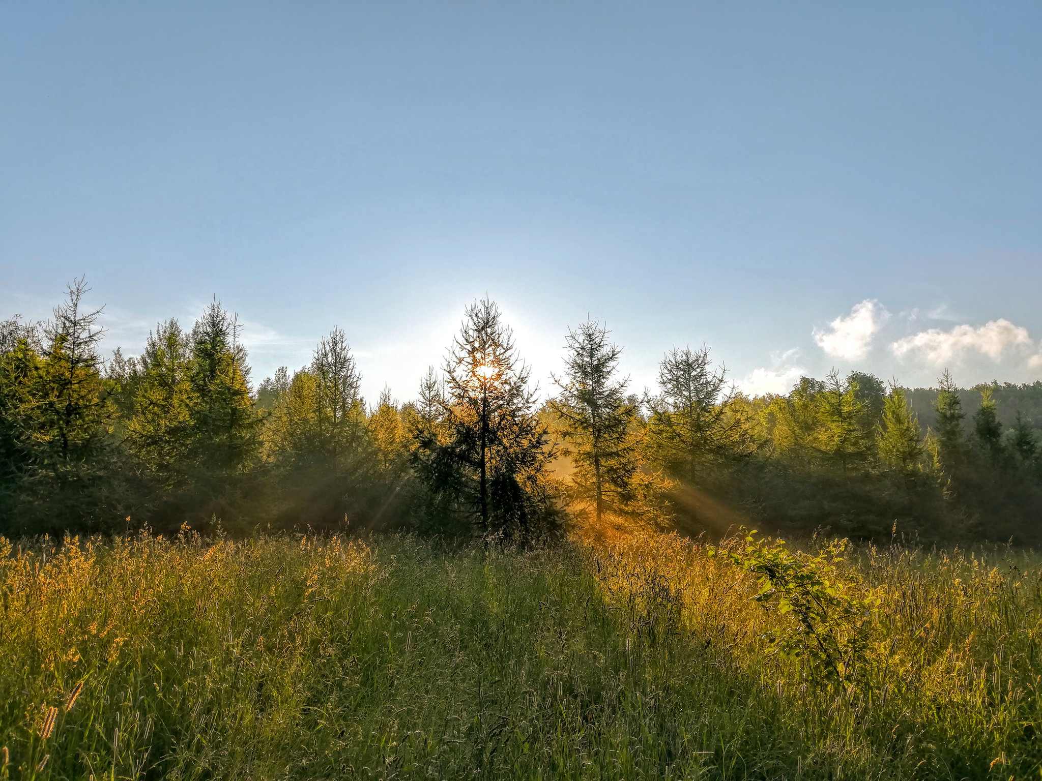 Apple orchard at sunrise - My, The photo, Landscape, Nature, Longpost