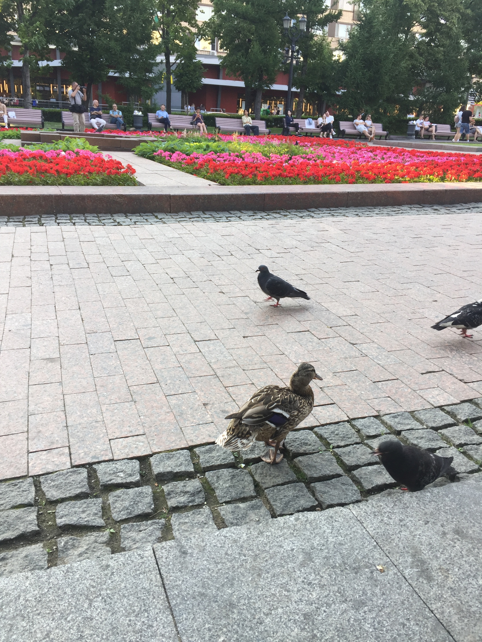 В Москве наступила жара, даже утки вышли погулять в центр. Метро пушкинская - Моё, Длиннопост, Птицы, Утка, Голубь, Москва