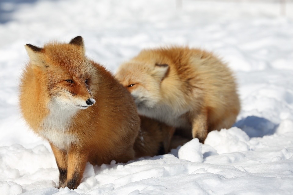 Can I make some? ^.^ - Fox, Animals, The photo