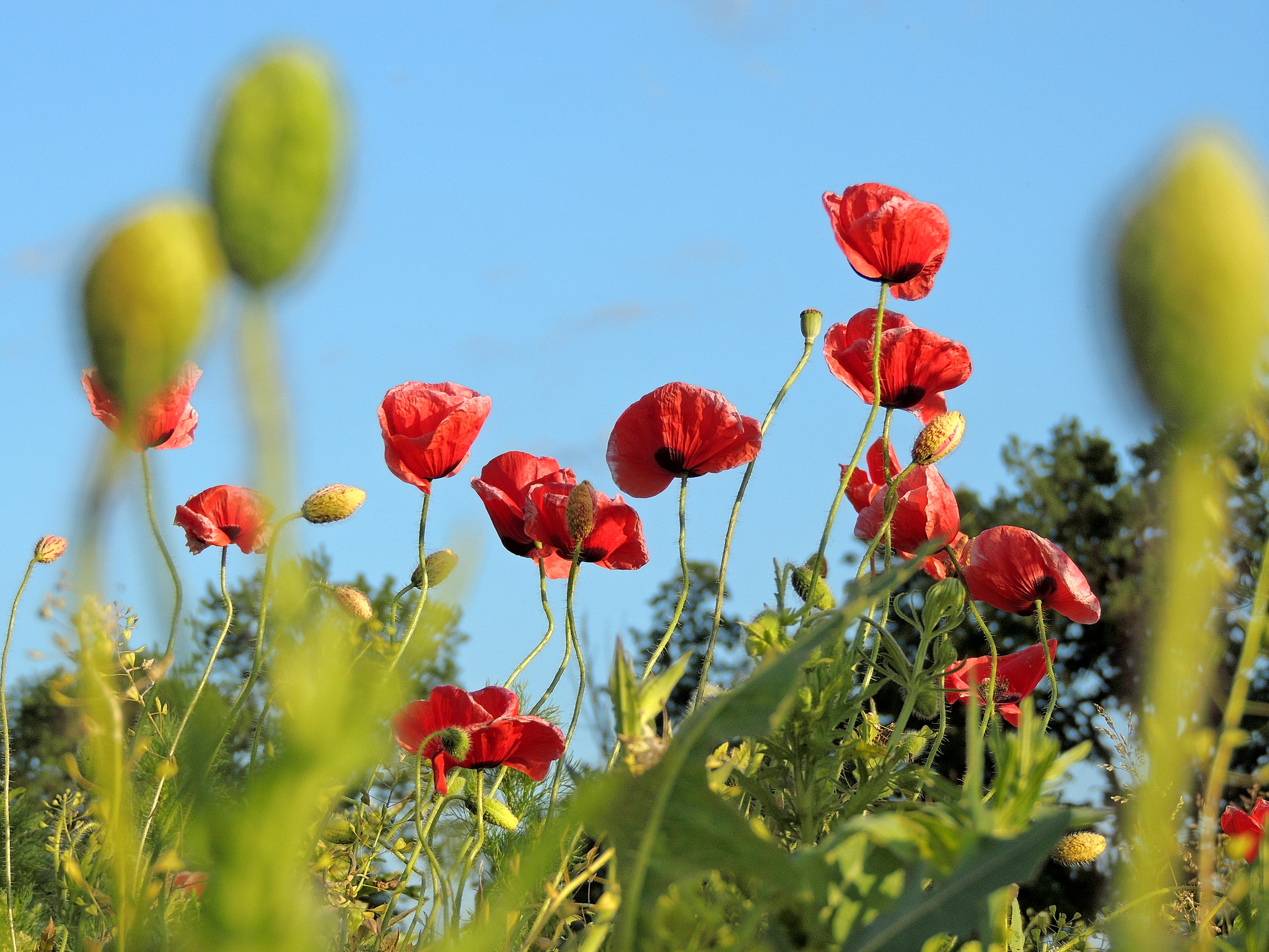 Summer - My, The photo, Summer, Bloom, Flowers, Nikon, Nikon p510, Lupine, Poppy, Longpost