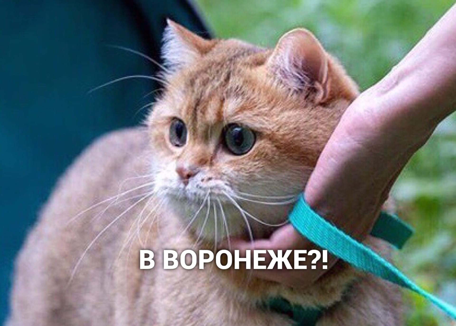 Unsuccessful landing - cat, Космонавты, Capsule, Longpost