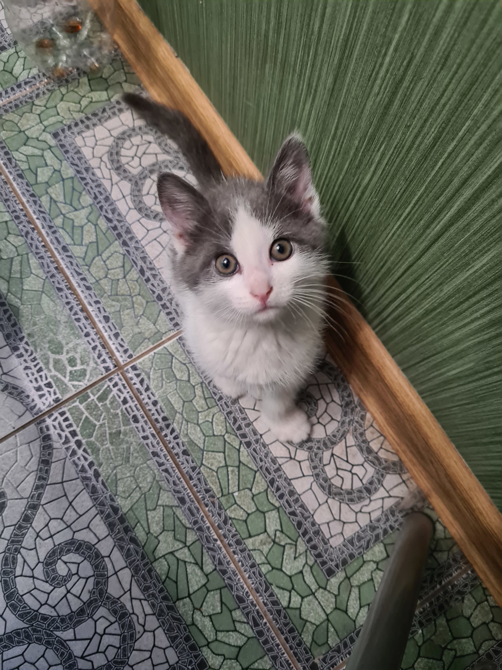 Whose child is looking for a home! - My, Saint Petersburg, Leningrad region, No rating, cat, In good hands, Longpost, Kittens, Animal shelter