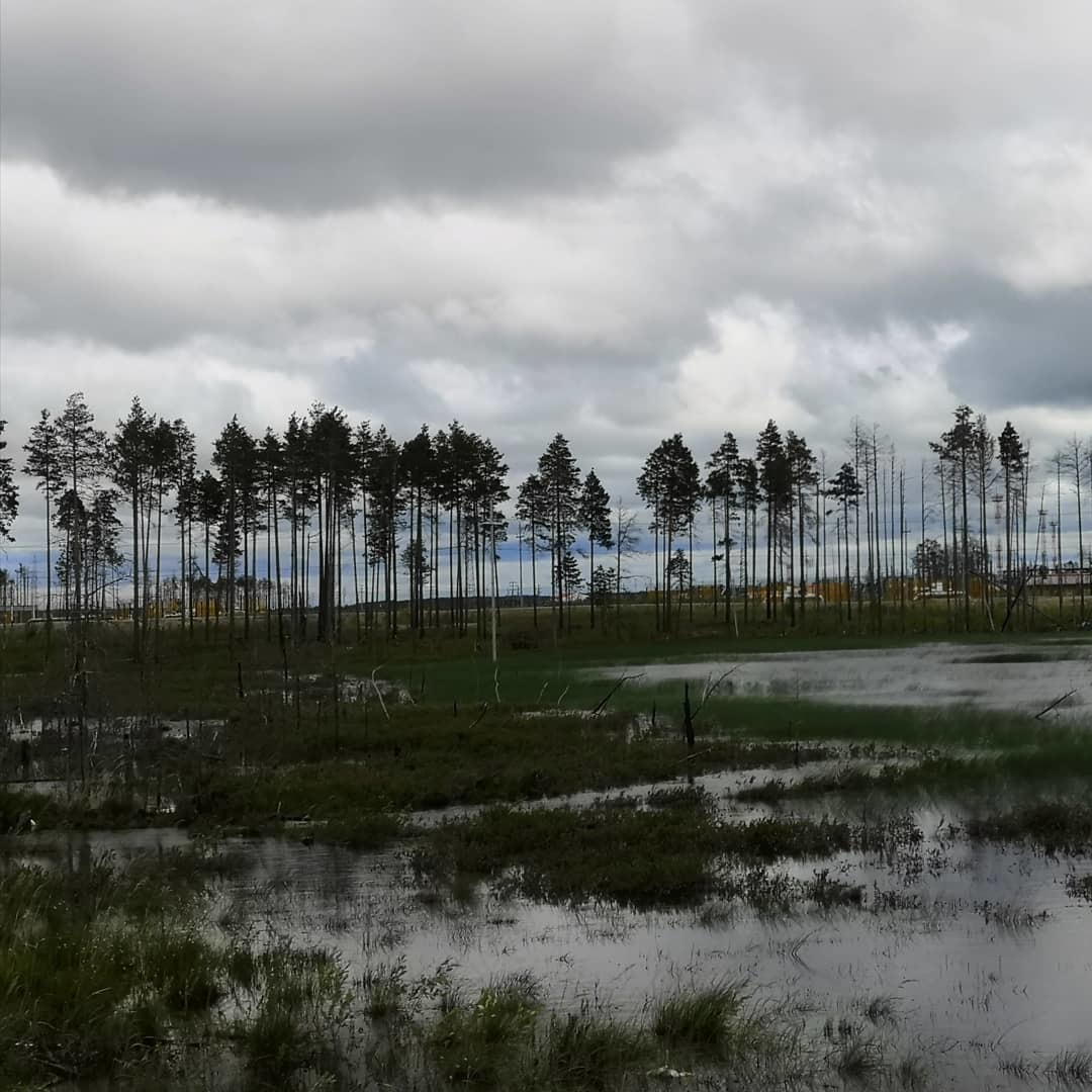 Sometimes I'm my mother's photographer - 2 - My, Photo on sneaker, The photo, Forest, Sand, Swamp, Longpost