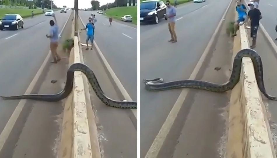 Just a Brazilian anaconda crossing the road - Anaconda, A pedestrian, Snake, Longpost