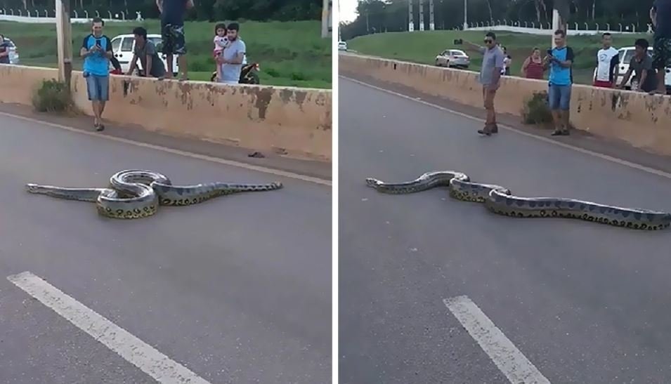 Just a Brazilian anaconda crossing the road - Anaconda, A pedestrian, Snake, Longpost