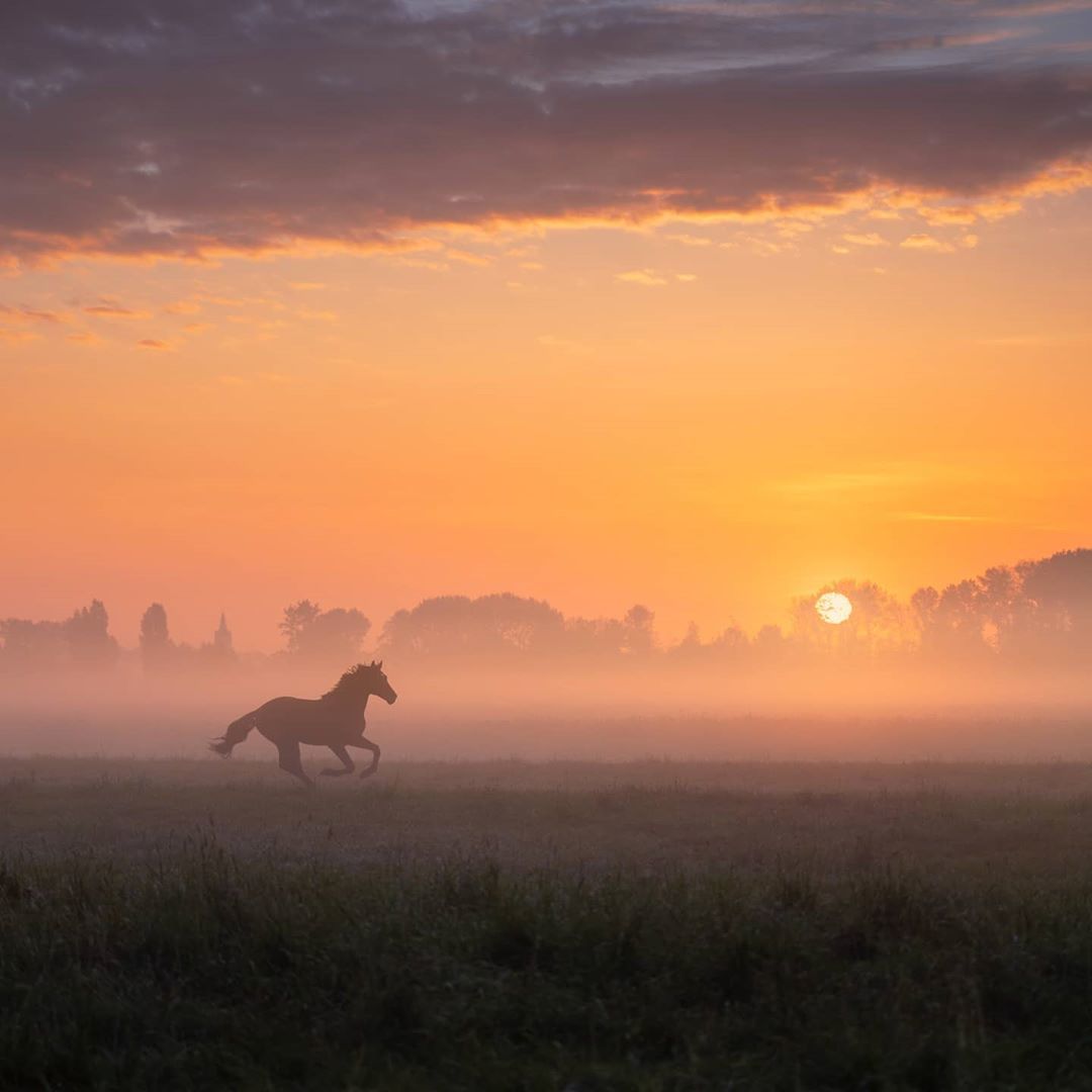 Horses - Horses, Sunset, Field, Longpost