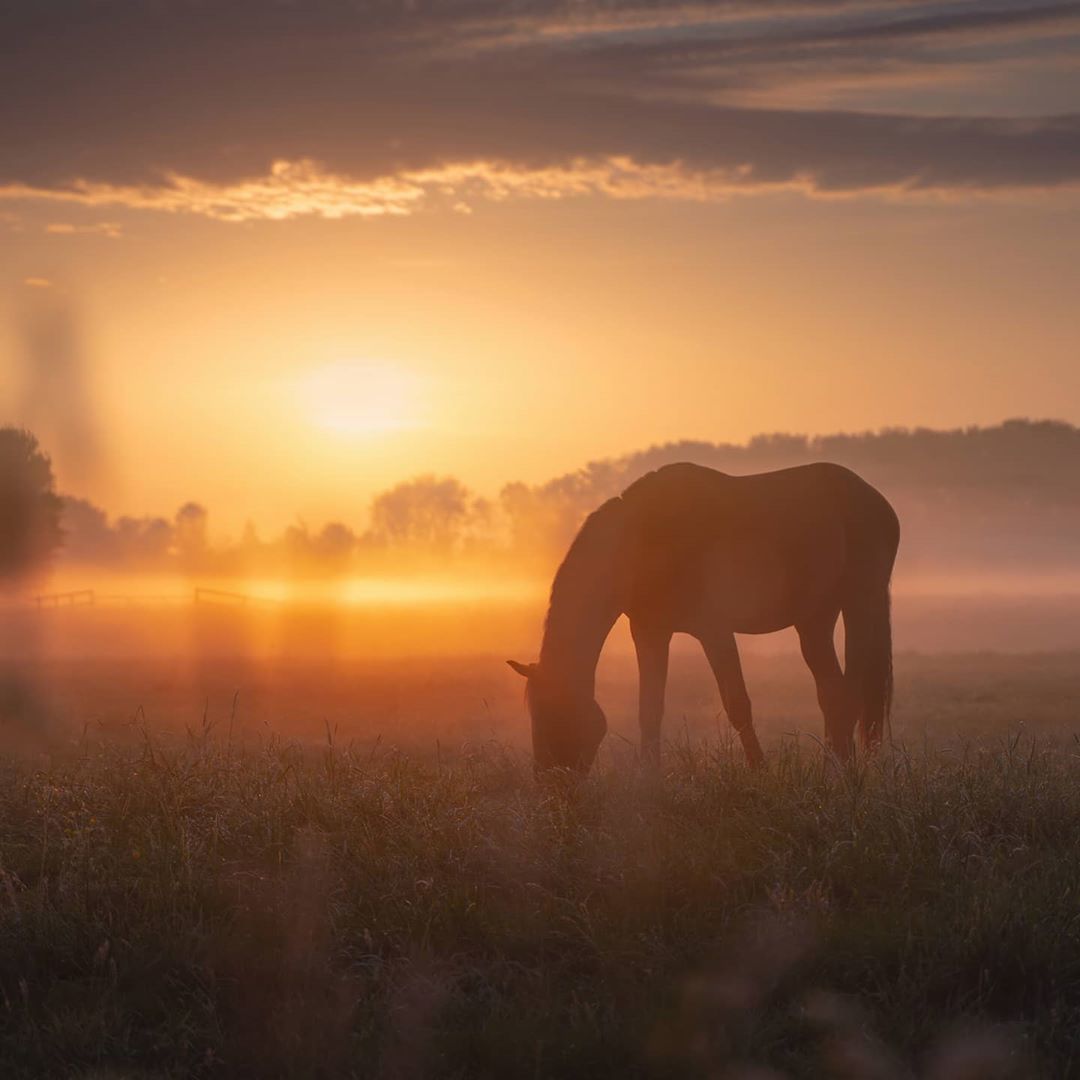 Horses - Horses, Sunset, Field, Longpost