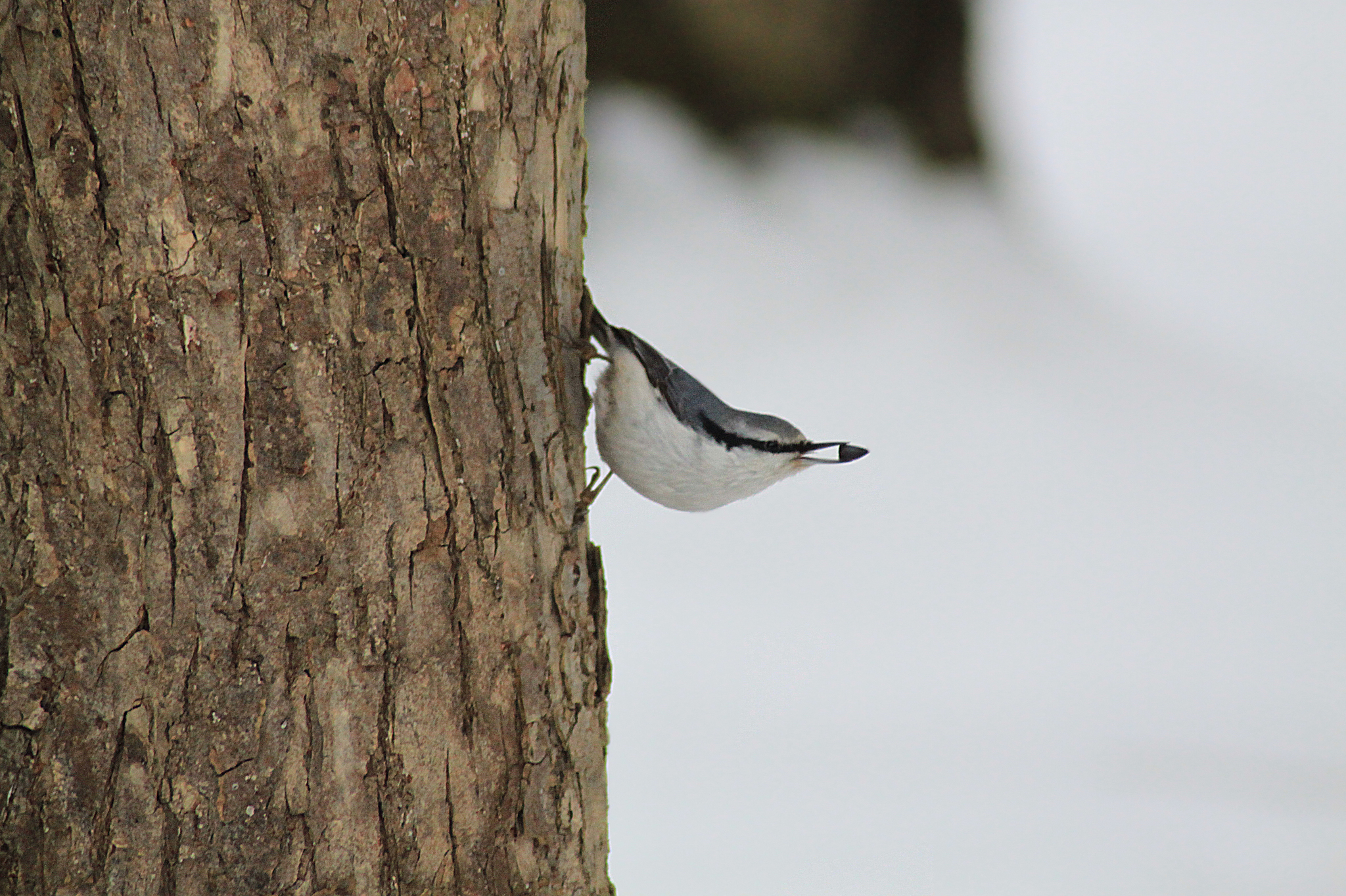 Pika and nuthatch: life side by side without rivalry - My, Birds, Bird watching, Pika, Nuthatch, Nature, Longpost