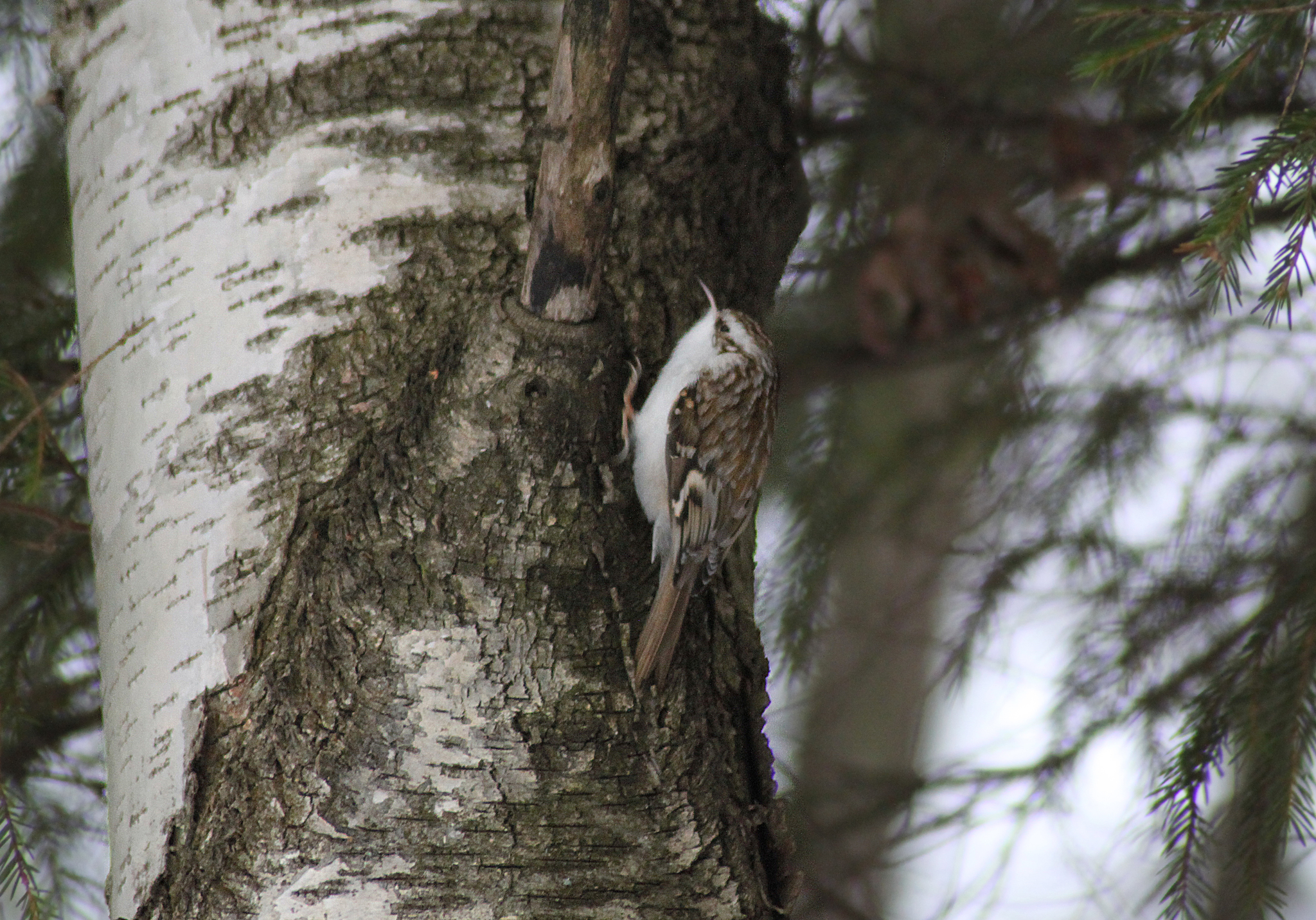 Pika and nuthatch: life side by side without rivalry - My, Birds, Bird watching, Pika, Nuthatch, Nature, Longpost