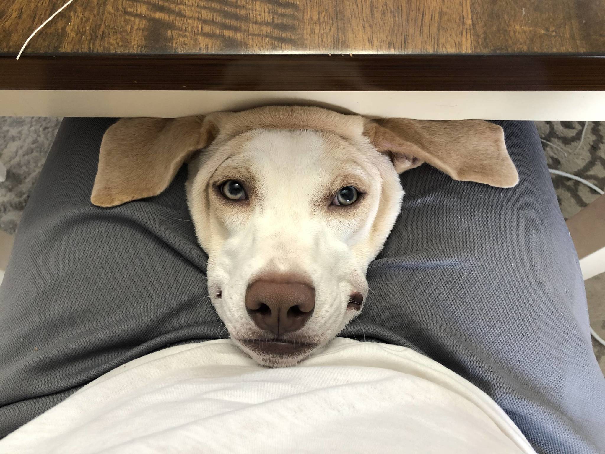 She does this every time I sit down to eat! - Reddit, Dog, Muzzle, Table, Legs, Sight, Devotion, Beagle