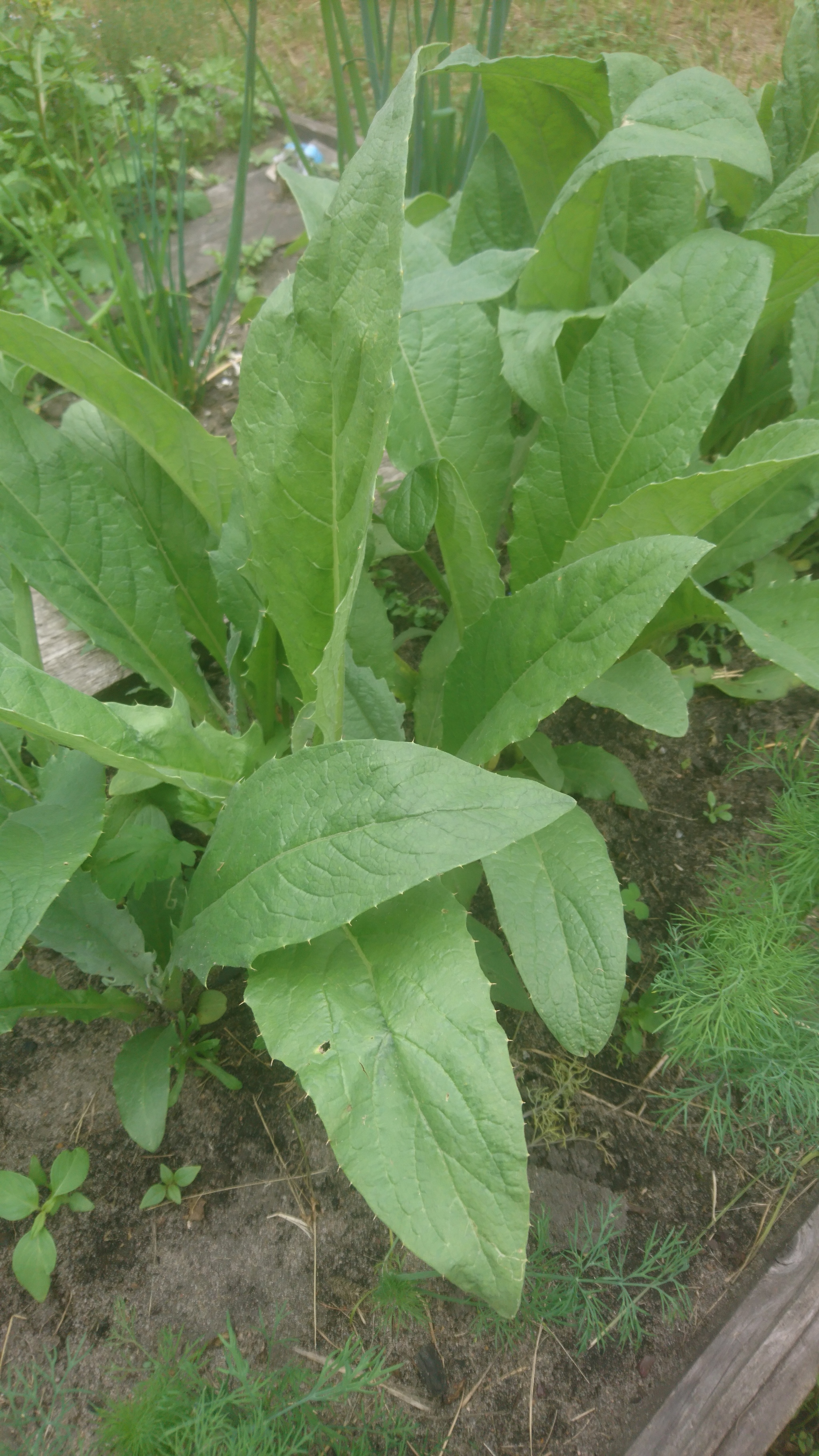 Help me identify an unknown plant from a photo - Plant growing, Garden, Greenery, Plants