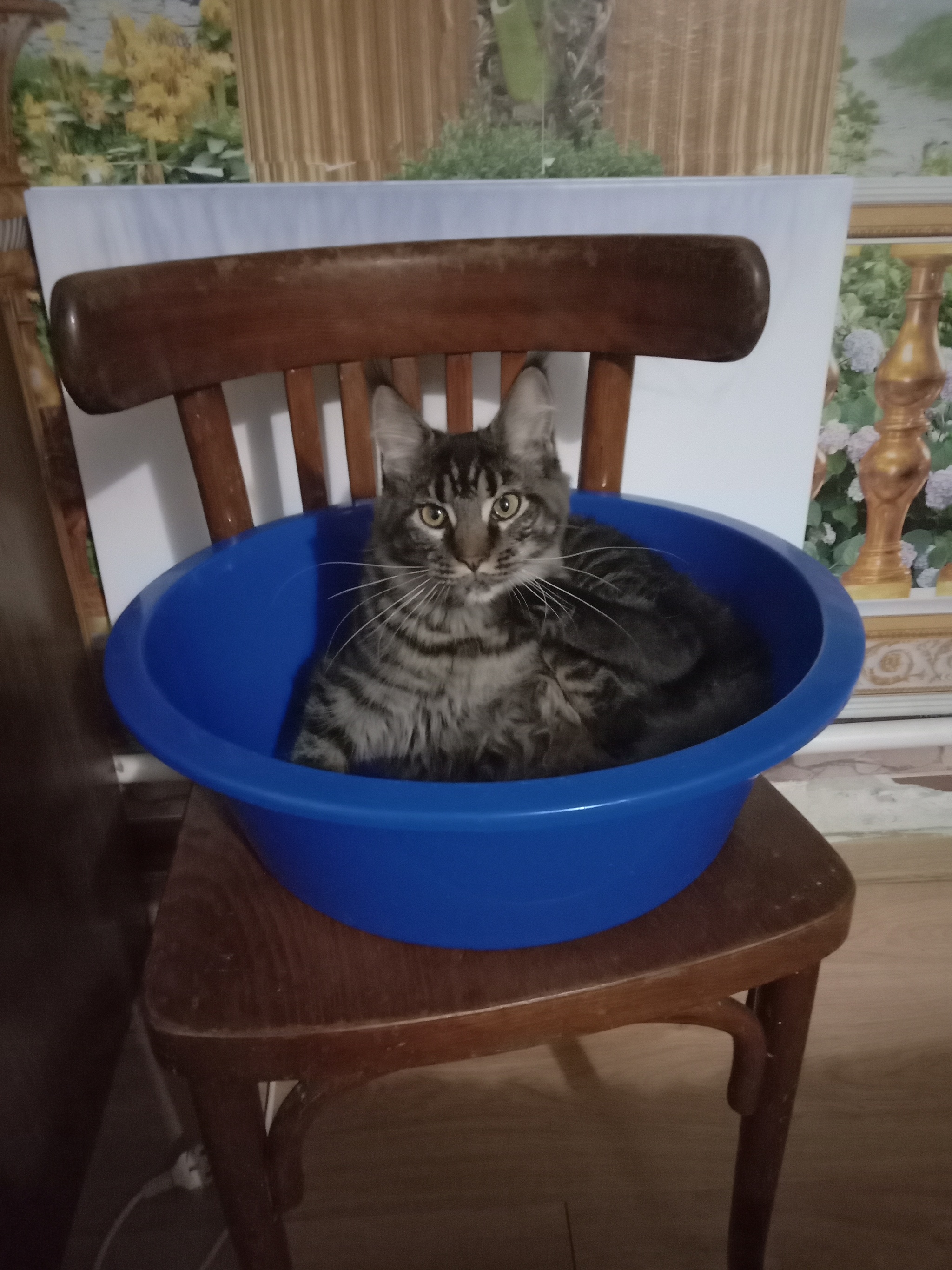 A moment of positivity - My, Maine Coon, Basins, Positive, cat house, Longpost, cat