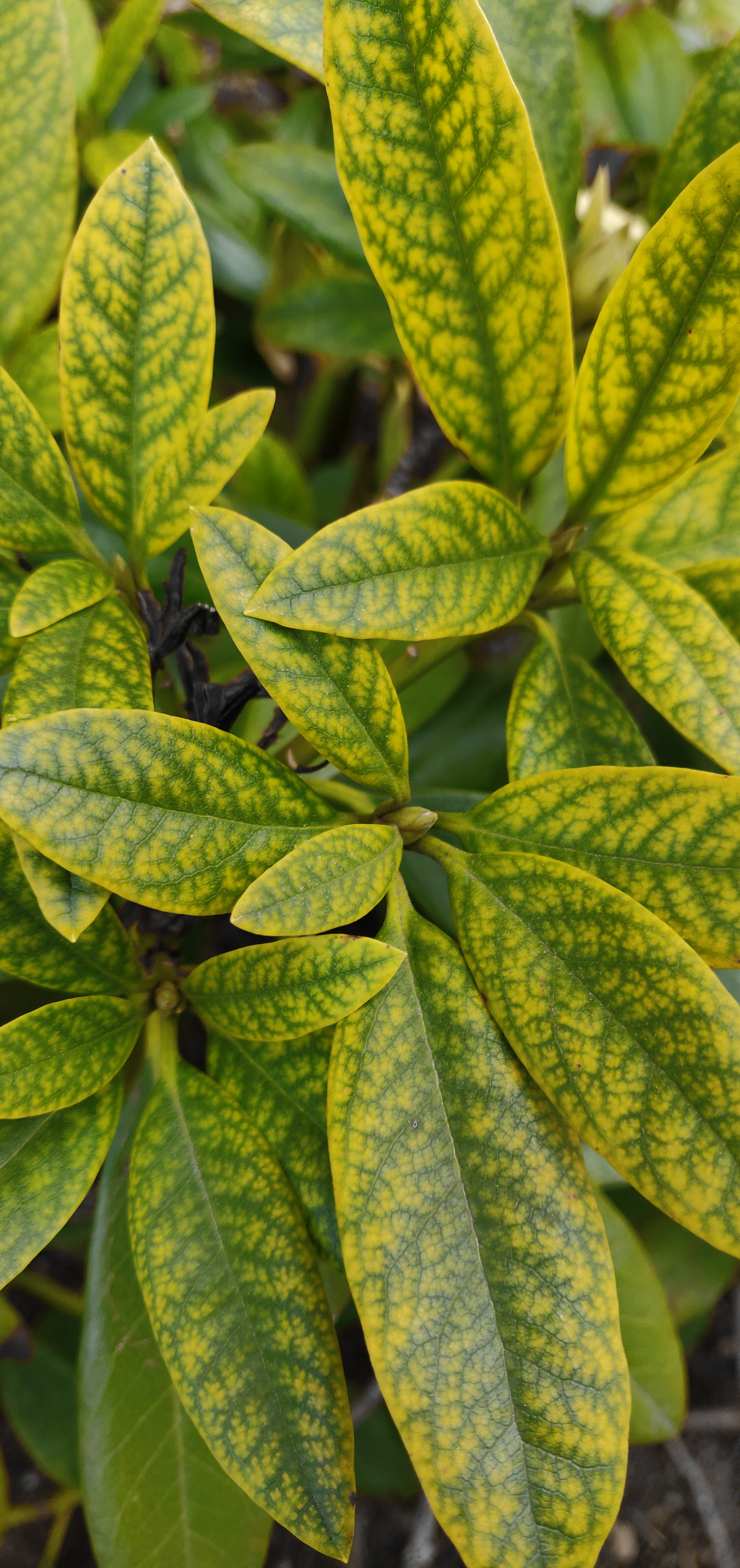 Nature photo - My, The photo, Nature, Plants, Green, Summer, Longpost