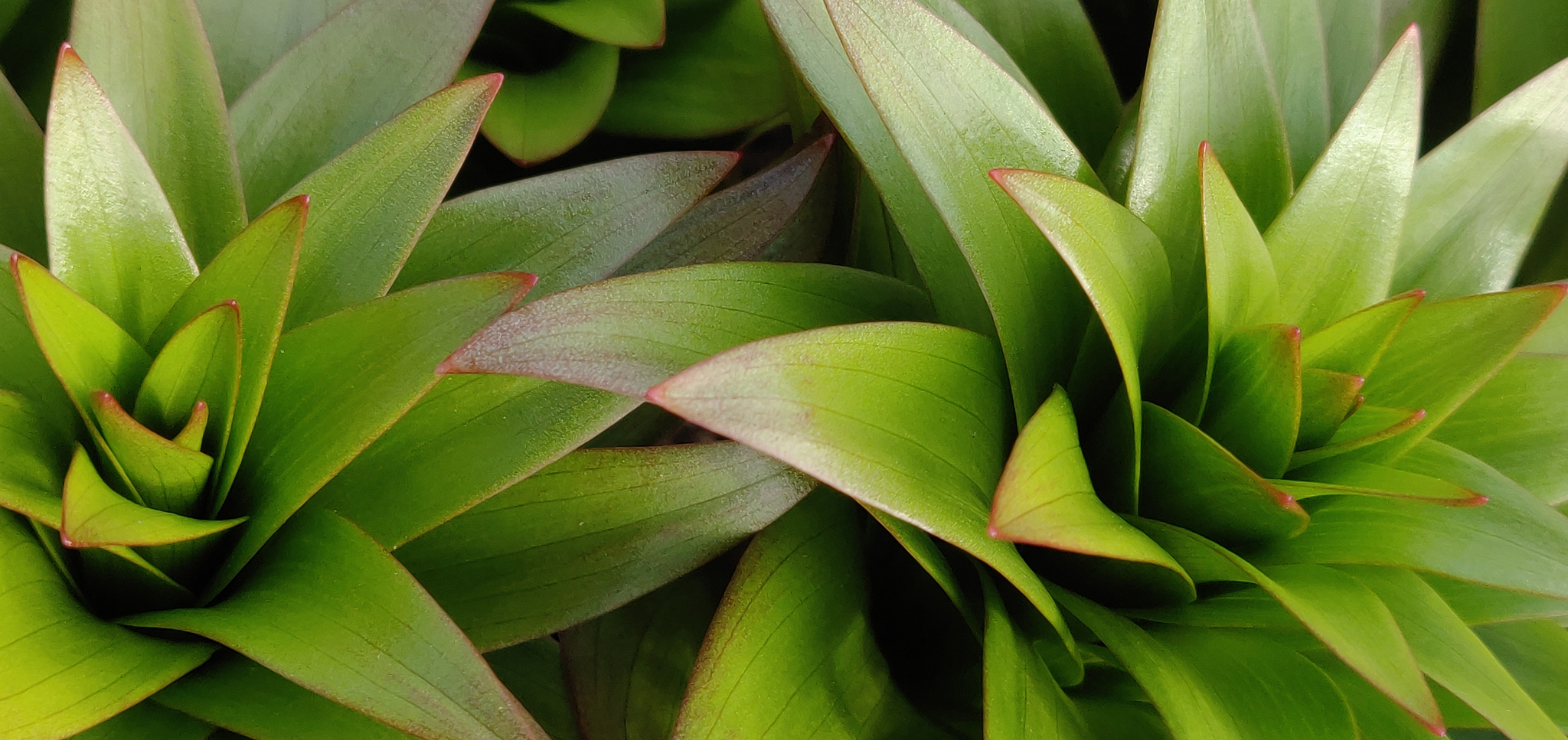 Nature photo - My, The photo, Nature, Plants, Green, Summer, Longpost