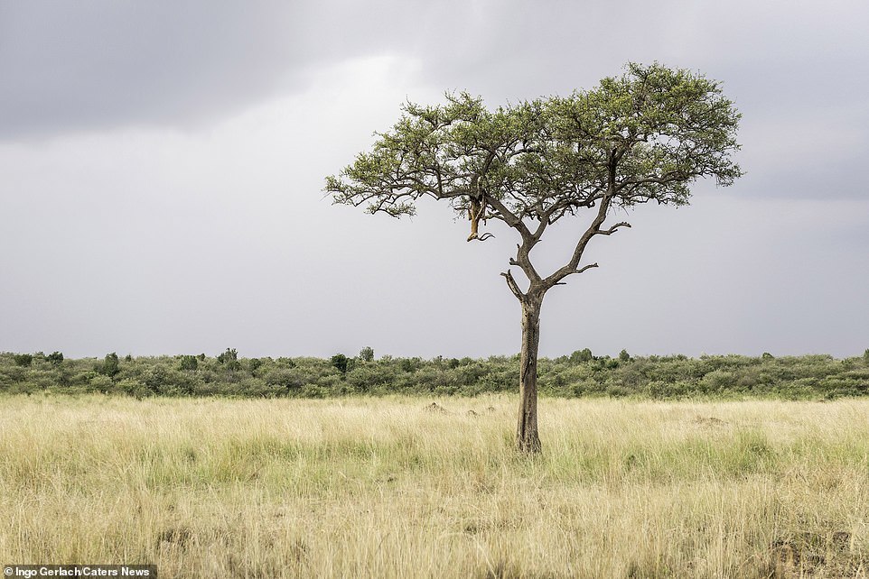 Find the leopard - Leopard, Hide and seek, Camouflage