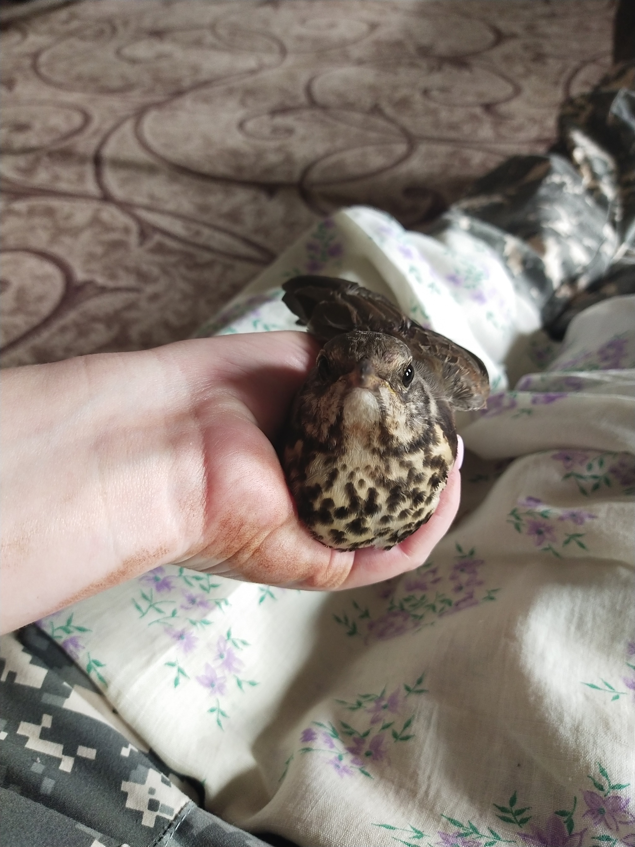 Help is needed - What kind of bird?, Help, Treatment, No rating, Longpost