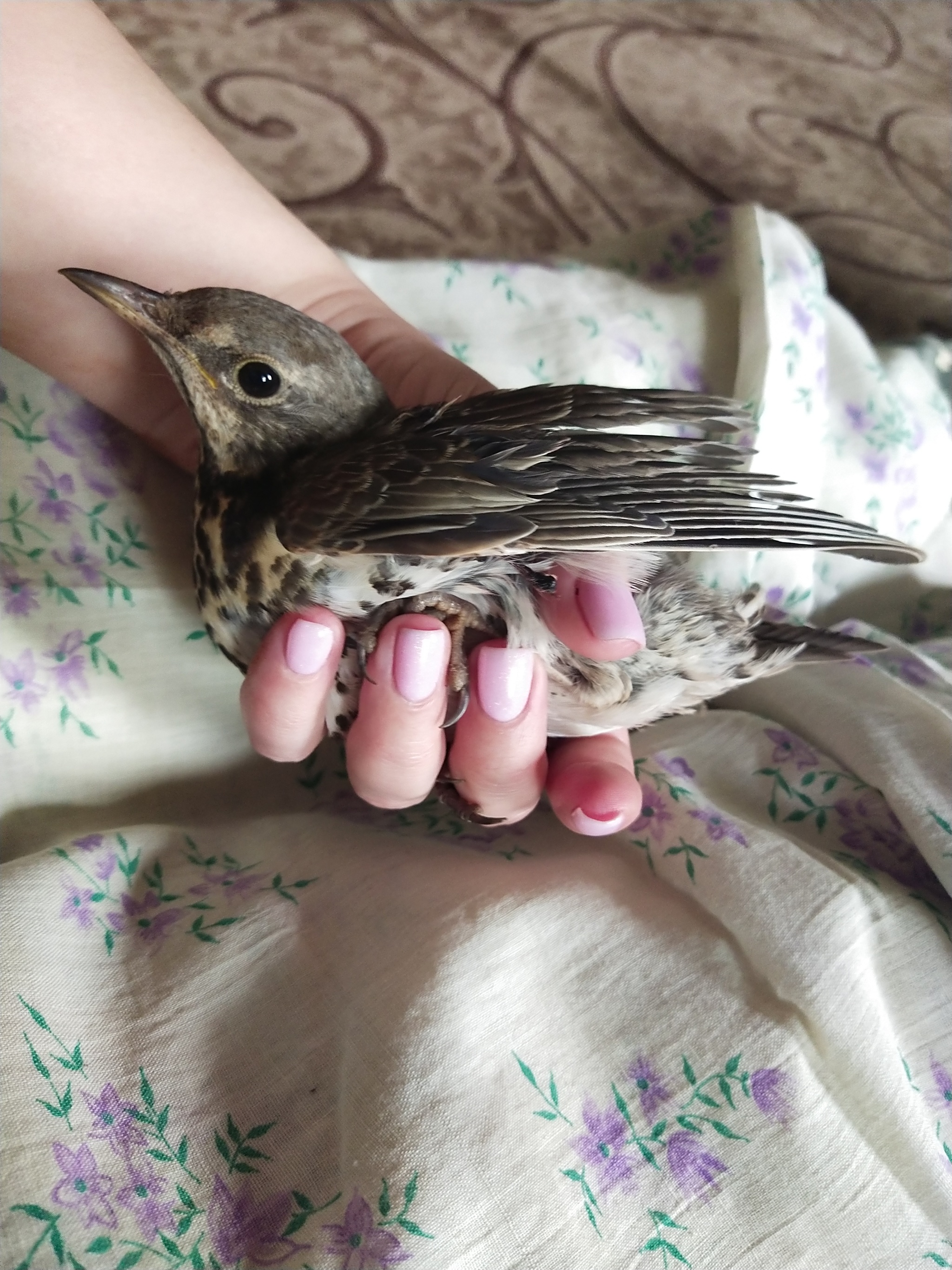 Help is needed - What kind of bird?, Help, Treatment, No rating, Longpost