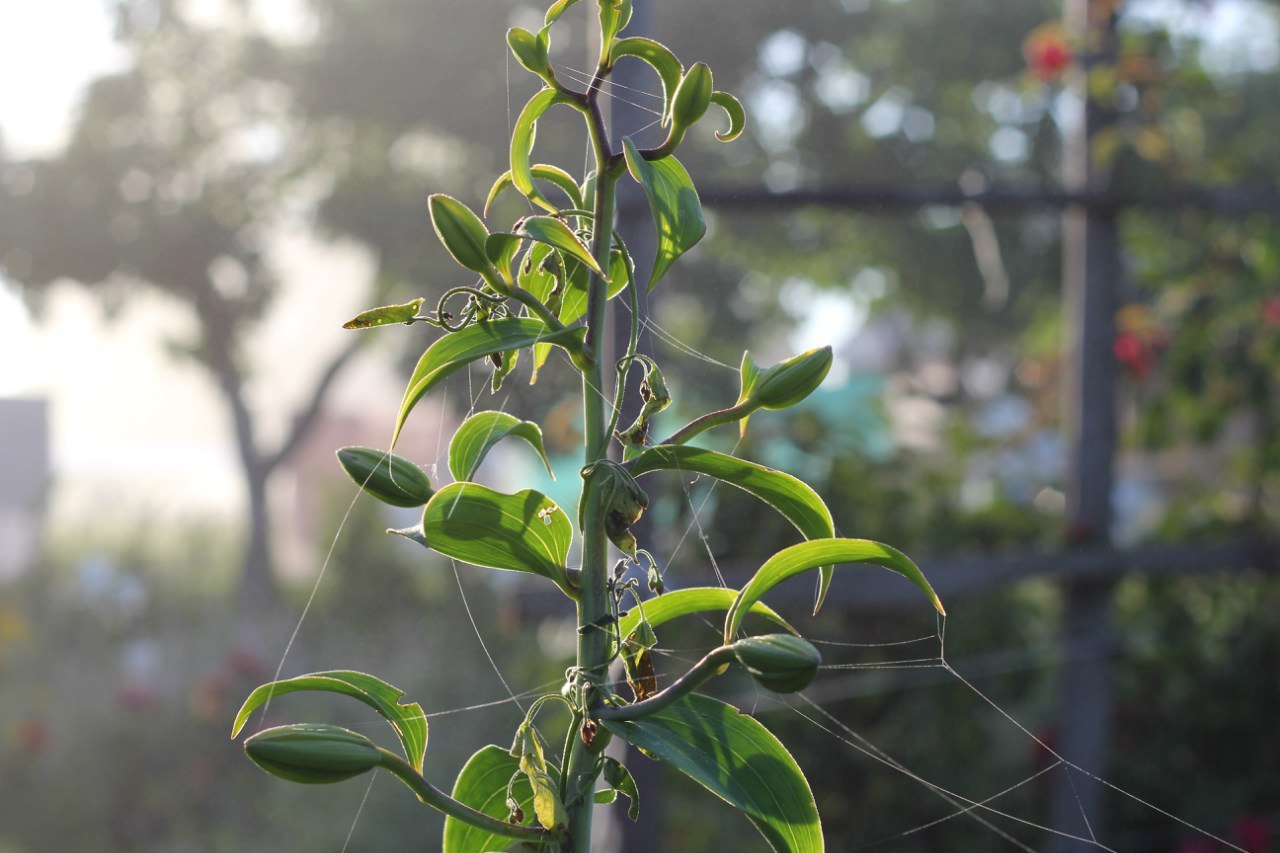 Morning in the village - My, Morning, Flowers, Beginning photographer, Longpost