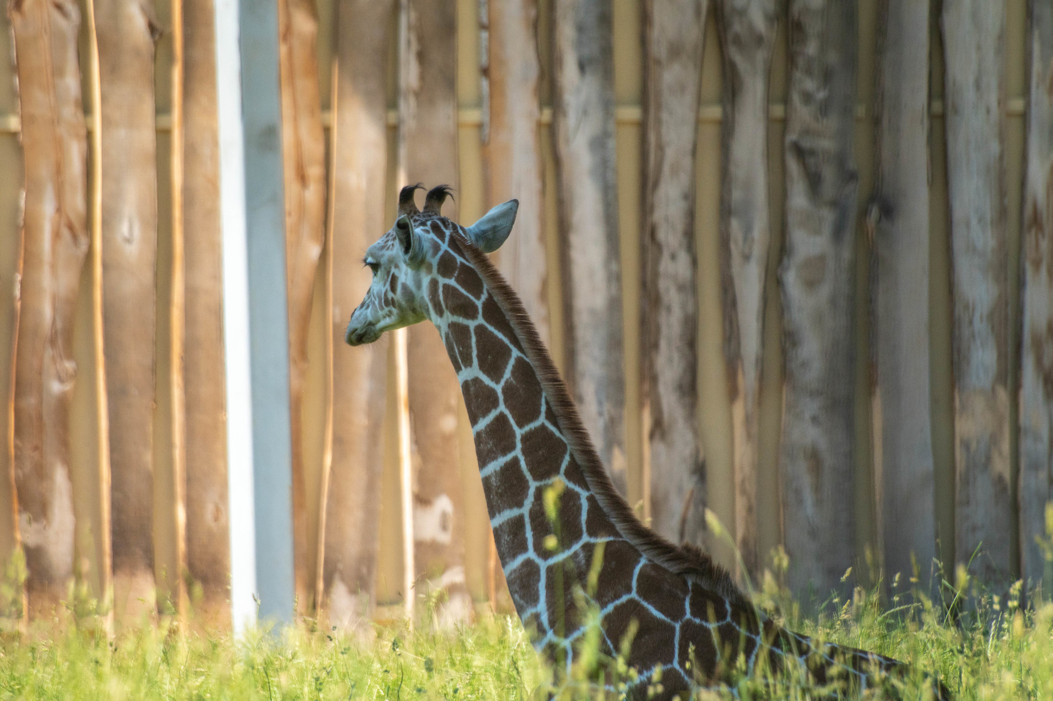 Kaliningrad Zoo - My, Kaliningrad Zoo, The photo, Animals, Longpost