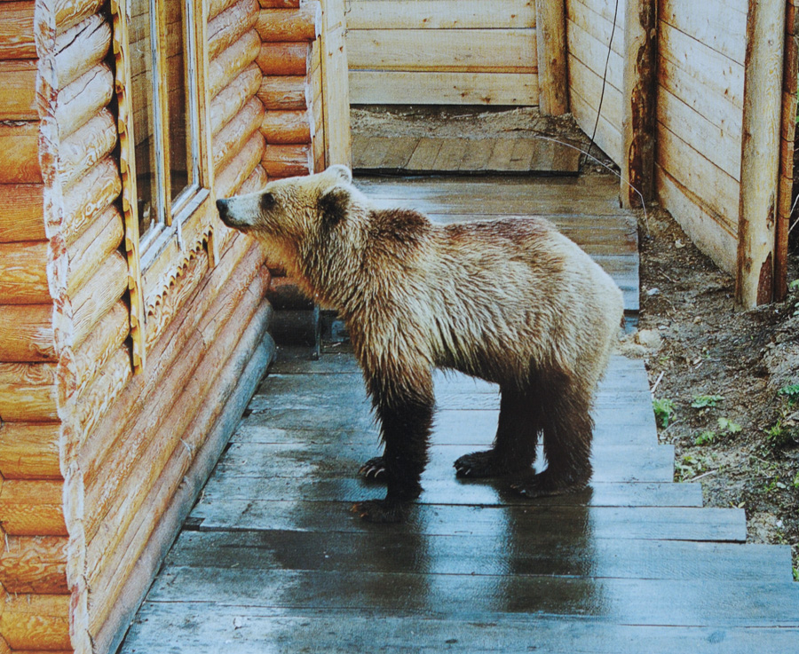 Don't feed bears your food! - The Bears, Kamchatka, Wild animals, Life safety, Igor Shpilenok