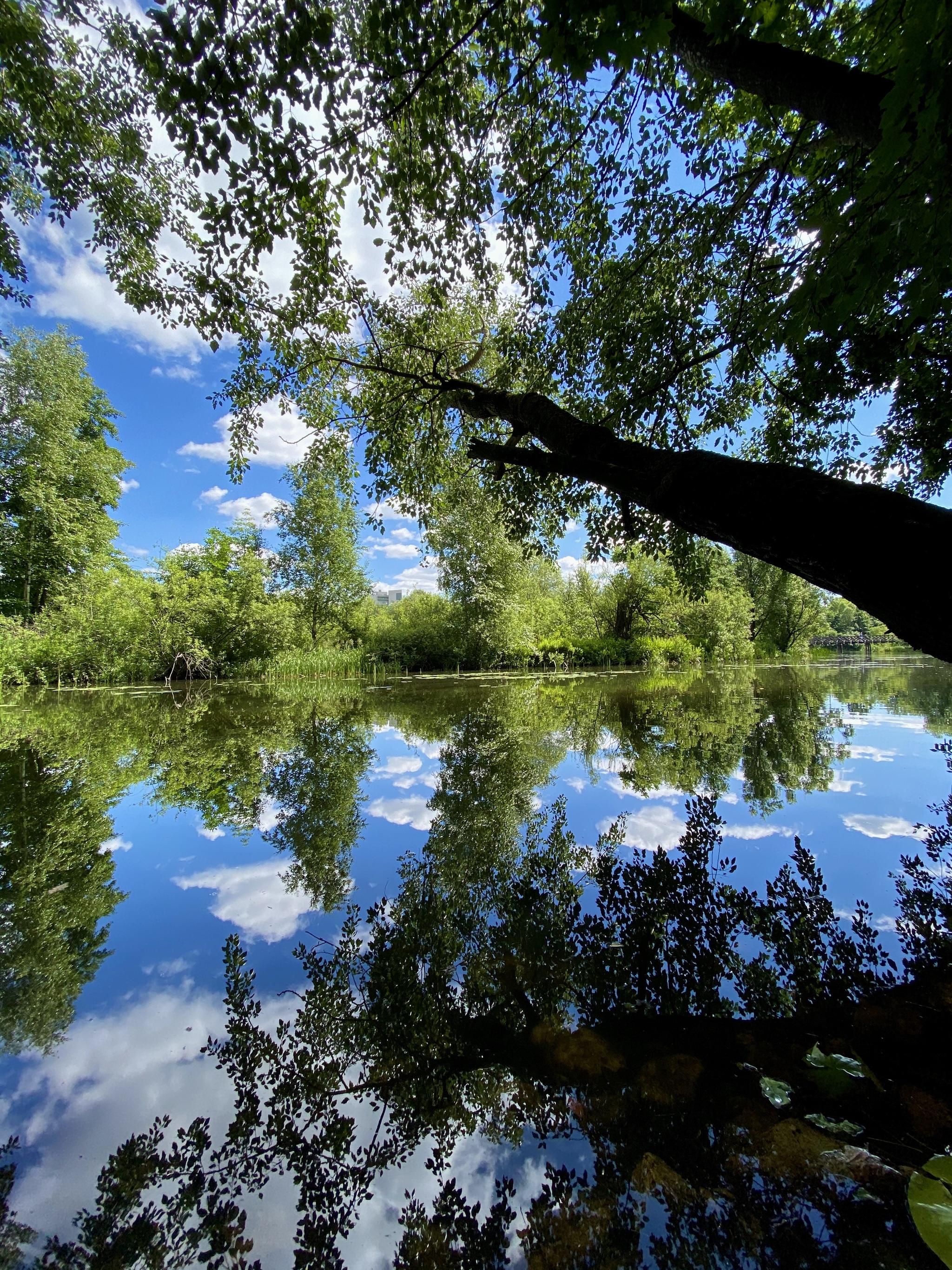 Pokrovskoye-Streshnevo 2020 - My, Pokrovskoye-Streshnevo, The park, Nature, Longpost