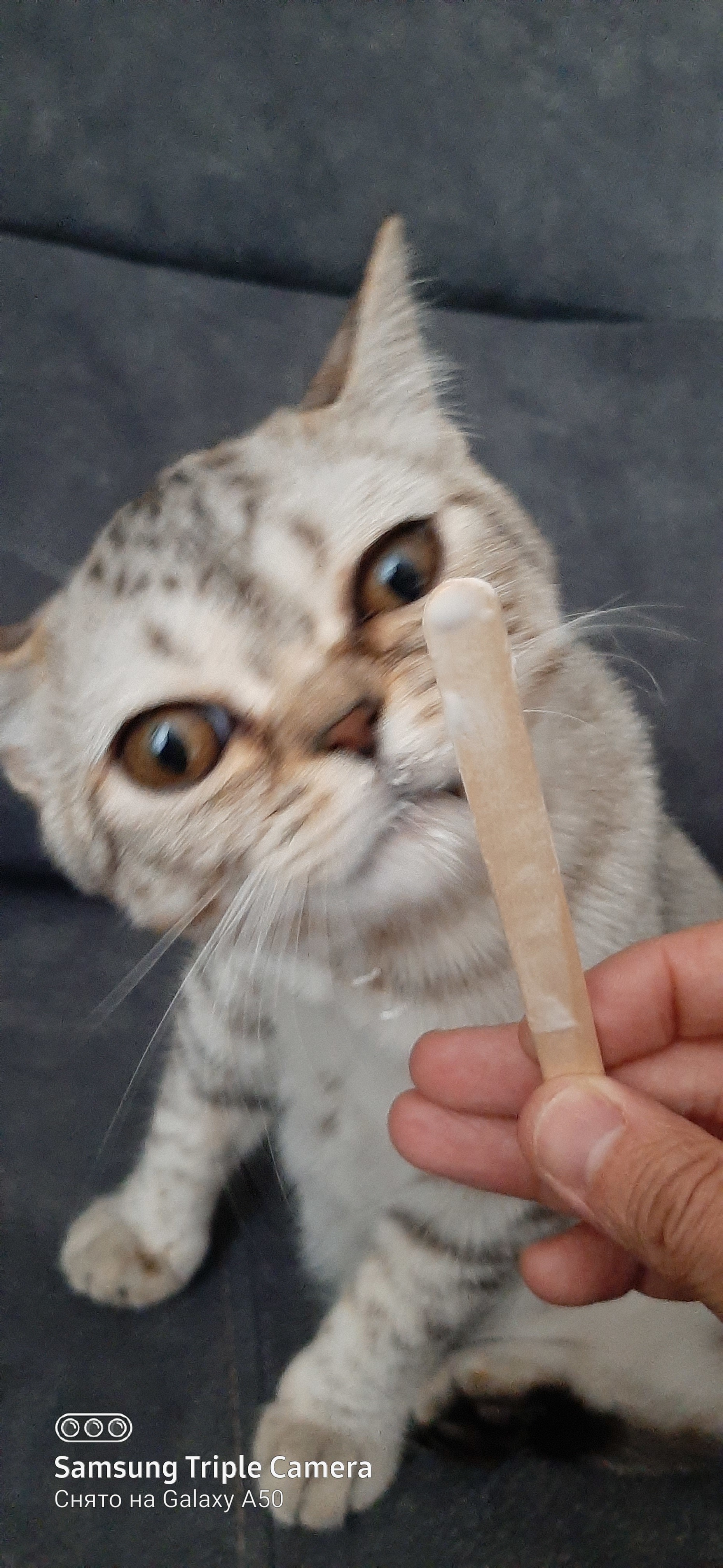 My cat loves ice cream - My, Animals, Ice cream, Longpost, cat