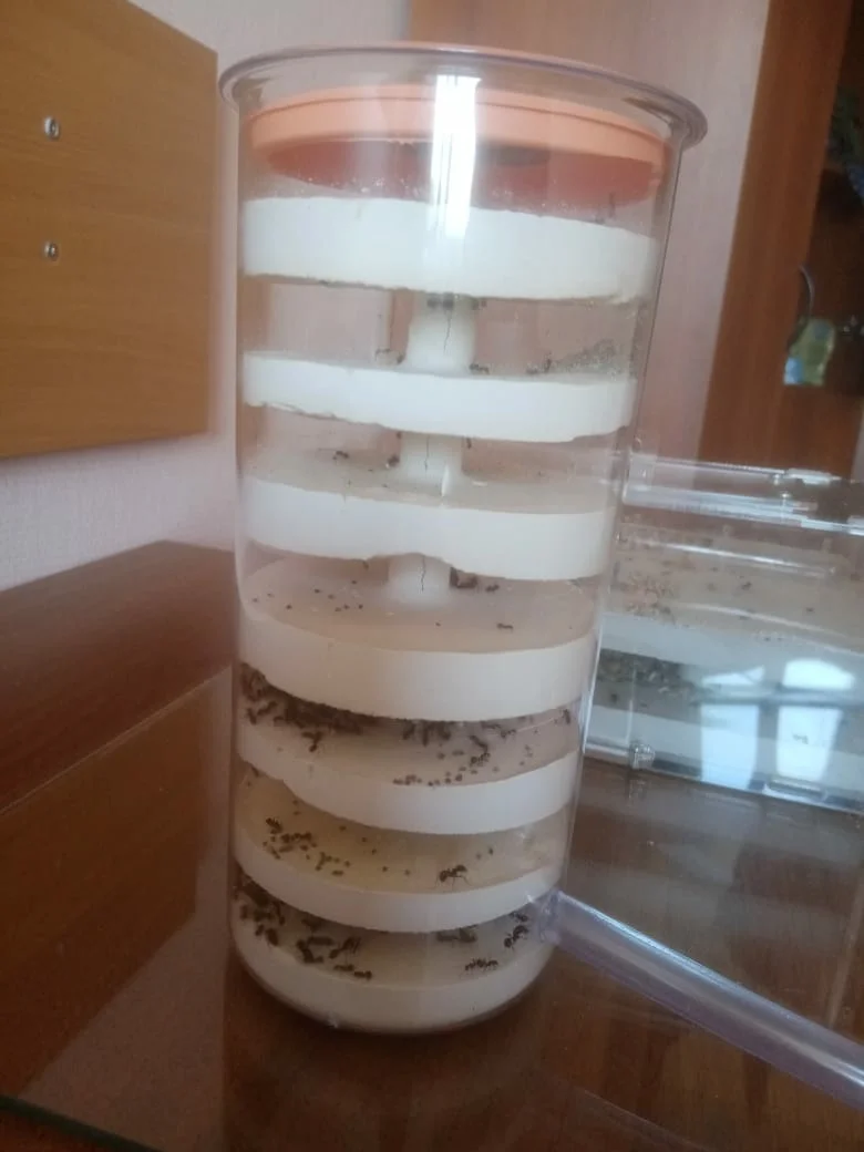 DIY formicarium for ants Tower type - My, Ants, With your own hands, Formicaria, Messor Structor, Longpost