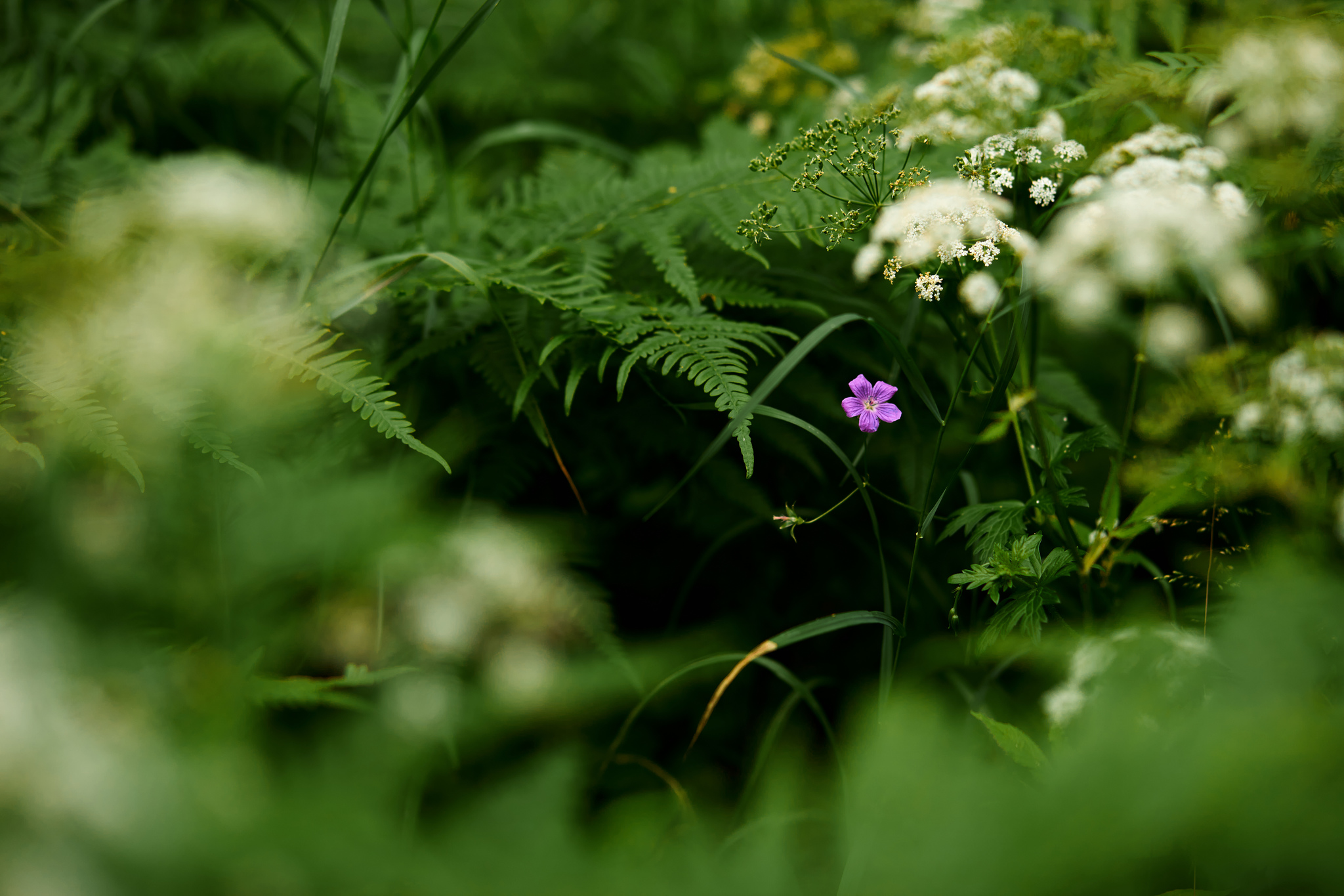 Morning walk - My, The photo, Walk, Nature, Flowers, Strawberry (plant), Forest, Butterfly, Longpost