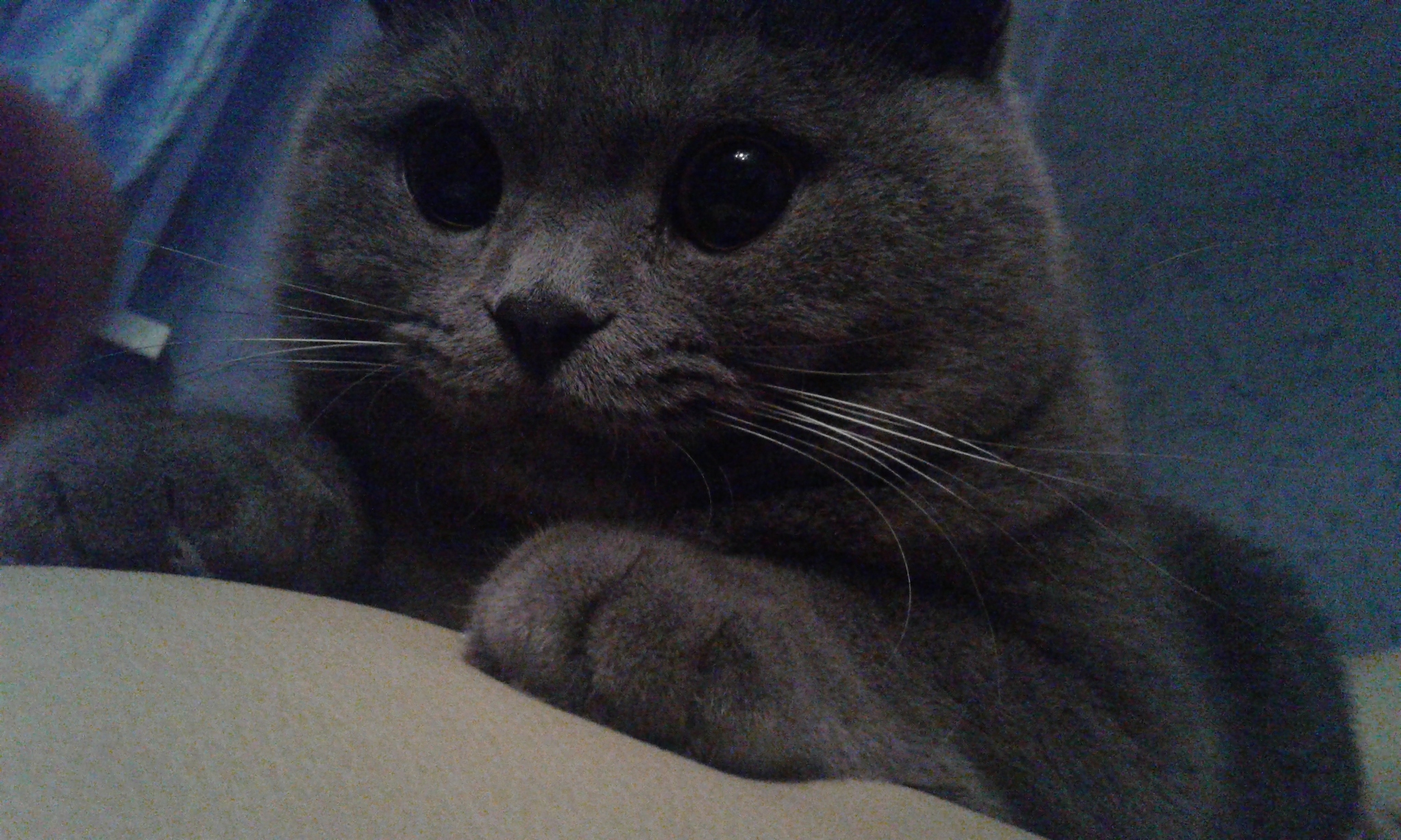 котики грей. серый корат кот.