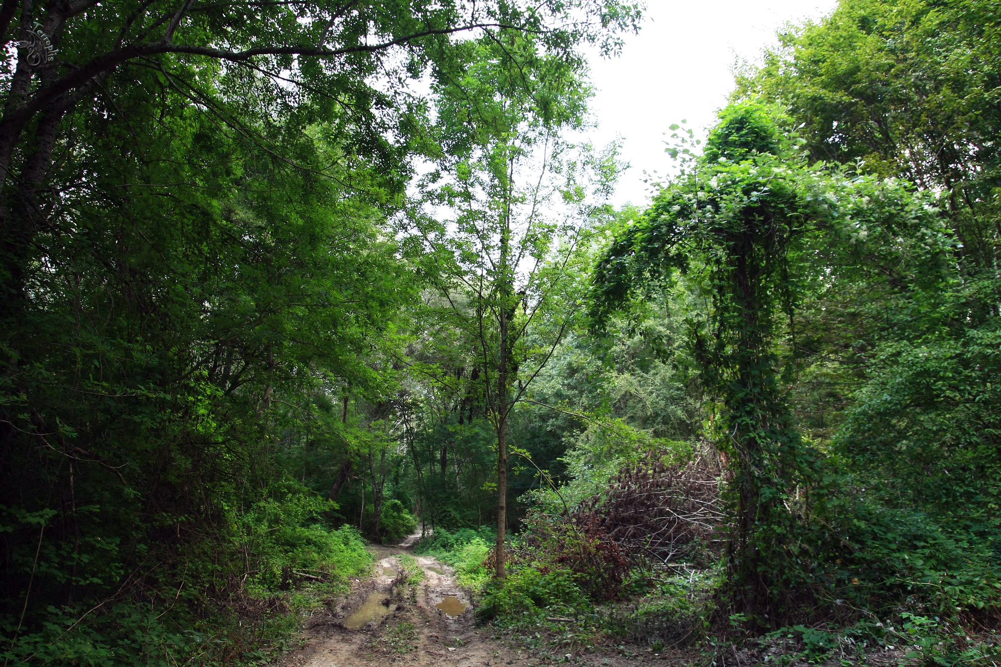 First lap. Conversations with stones - My, Forest, The mountains, Caucasus, Waterfall, Dolmens, Hike, Travels, First post, Longpost