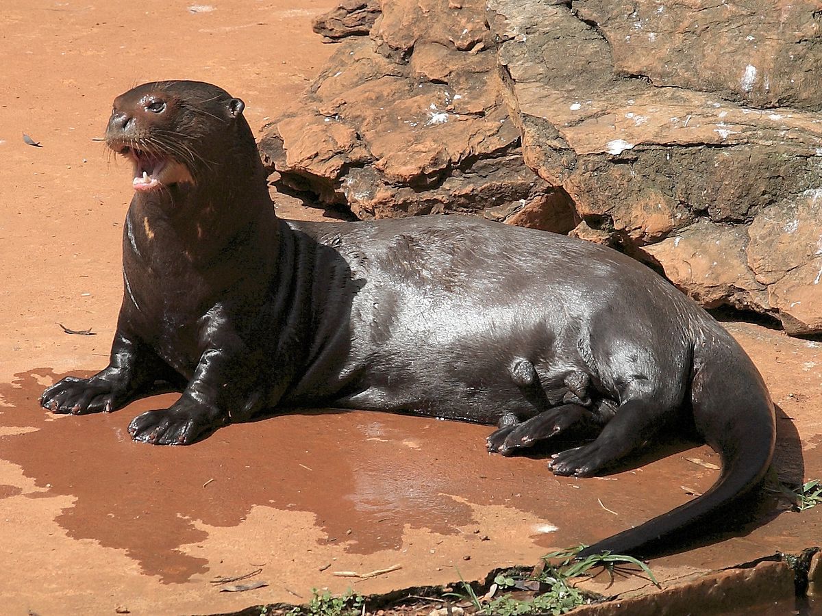 Fear and Terror of the Amazon - My, Otter, Animals, wildlife, Nature, Zoology, League of biologists, Longpost