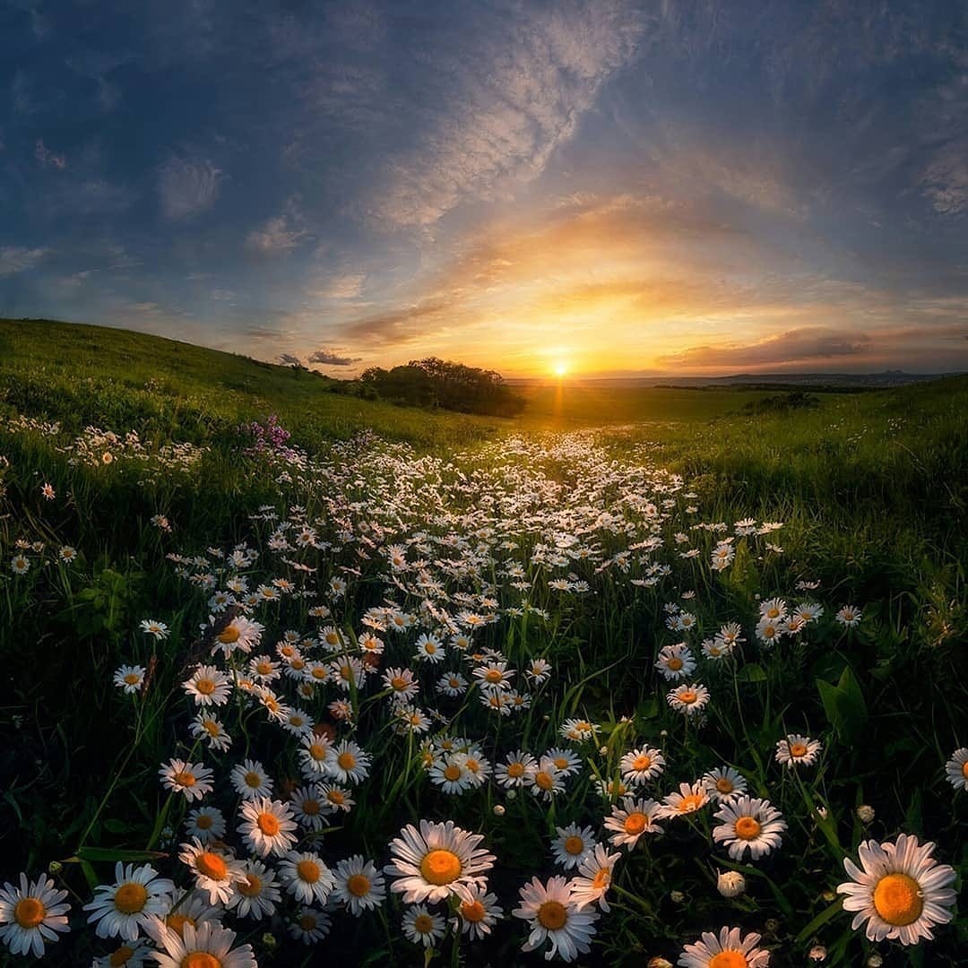 Stavropol region - The photo, Russia, Stavropol region, Field, Flowers, Summer, Nature, Chamomile