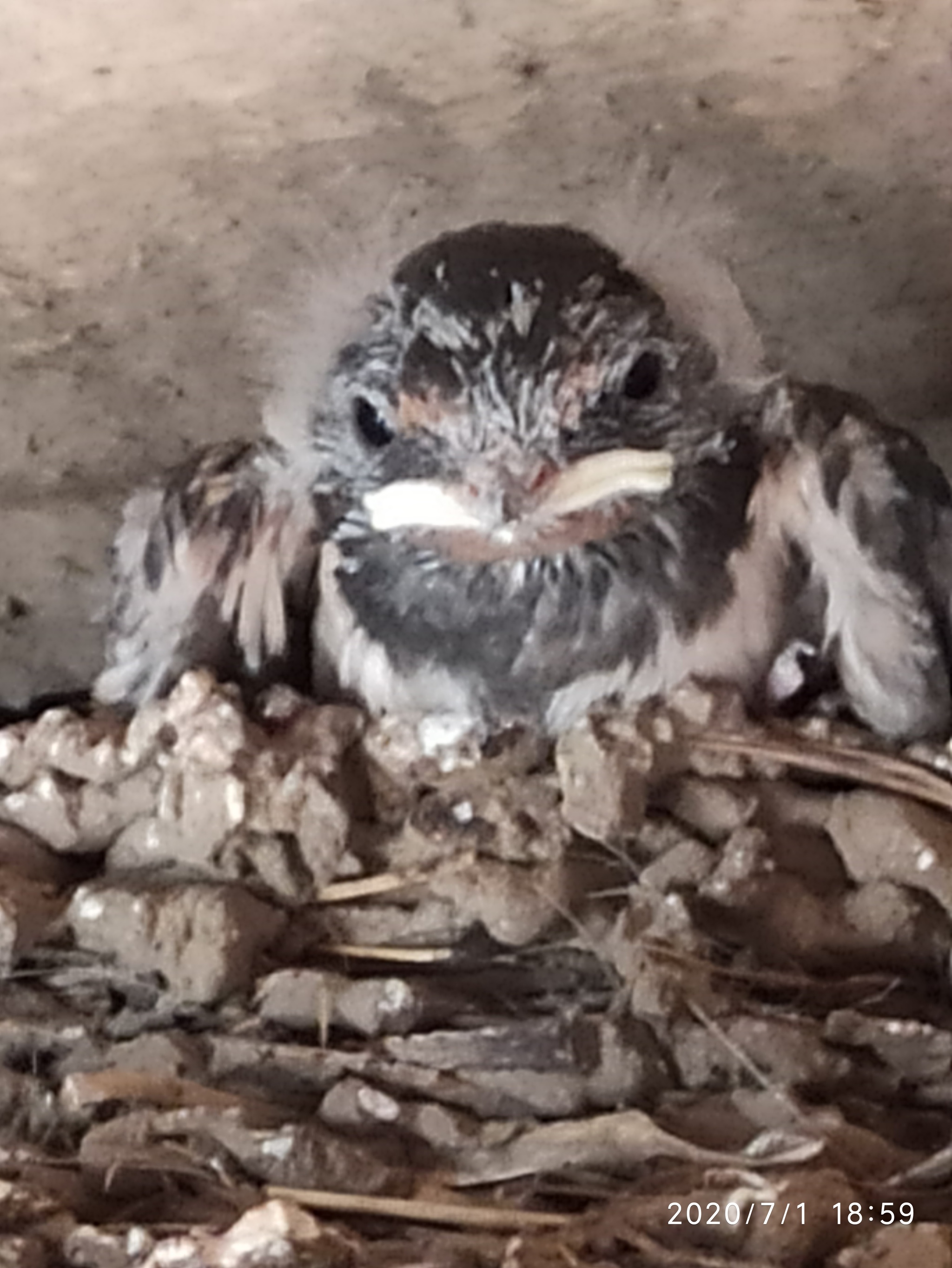 Swallows - My, Martin, Story, Longpost