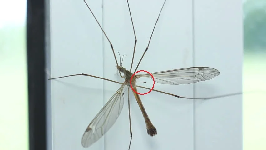 Комар большой как называется с длинными. Малярийный комар долгоножка. Муха долгоножка. Малярийный комар большой комар. Малярийный комар долгоножка самец.