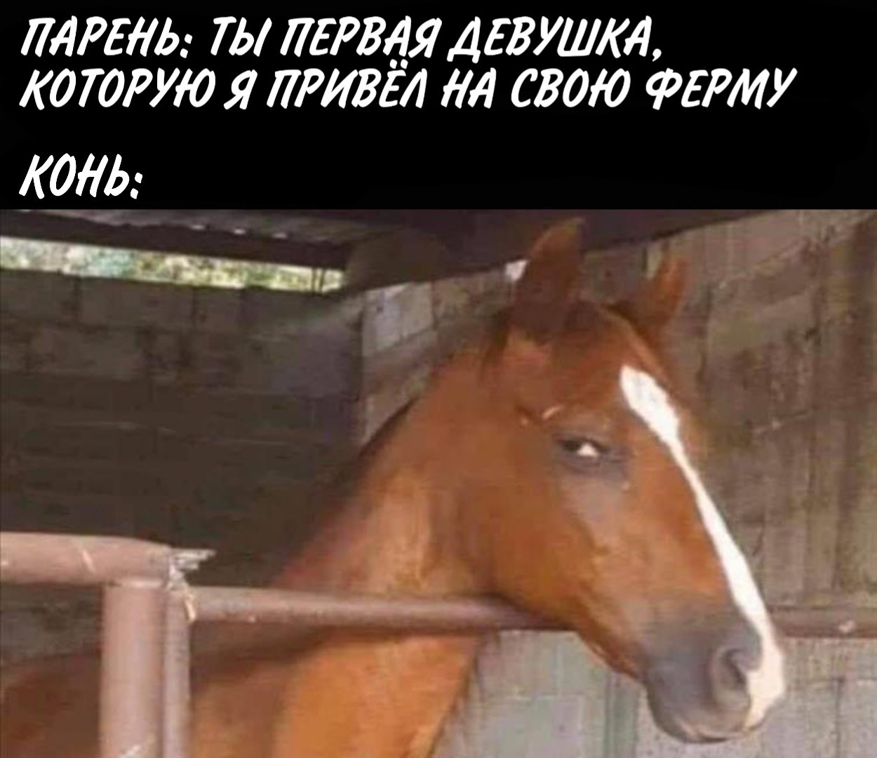 Yes Yes - Humor, Memes, Horses, Picture with text